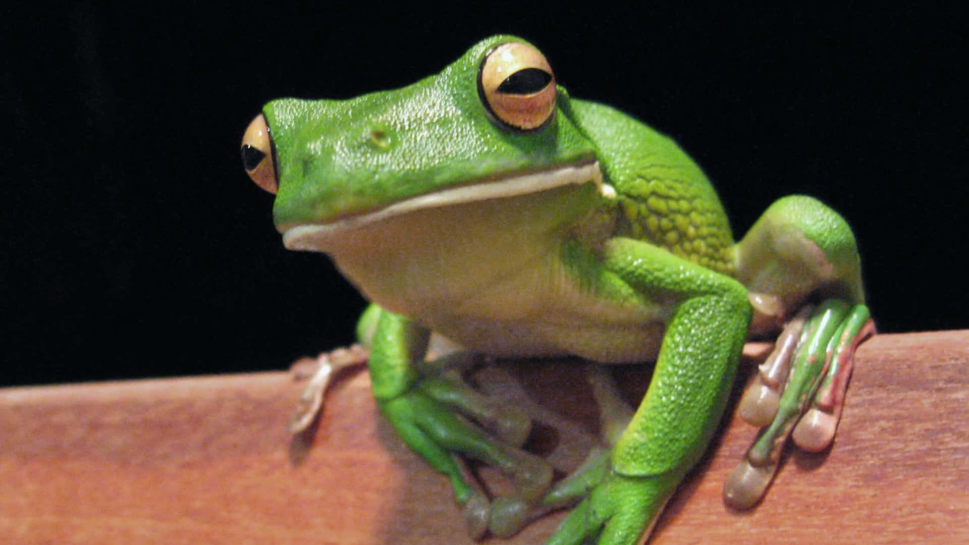 Frog 桌布 壁紙 — 一隻充滿活力的綠色樹蛙，金色眼睛，警覺地棲息在黑色背景下的木質表面上。