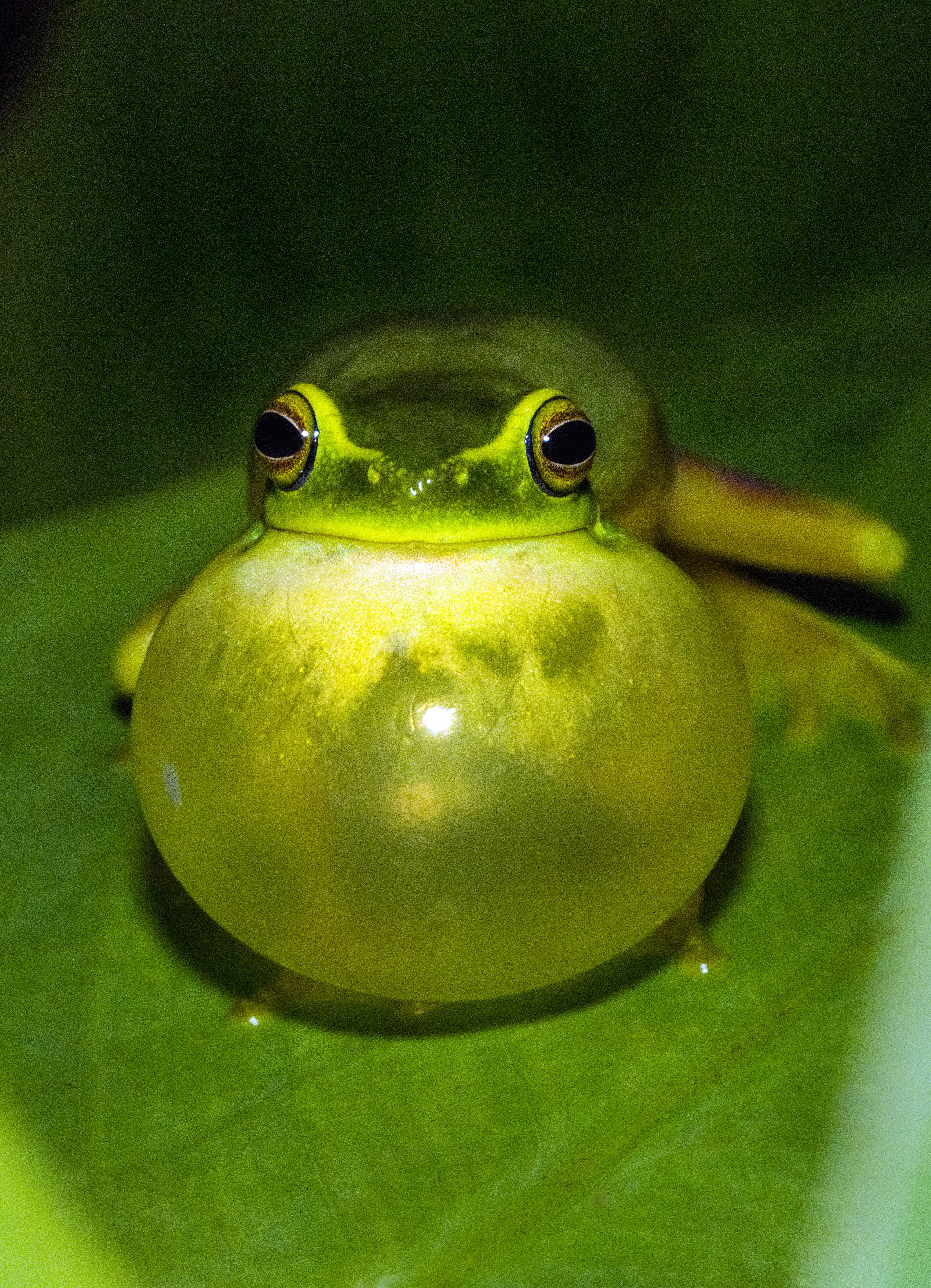 Frog 桌布 壁紙 — 一隻充滿活力的綠色樹蛙，鼓著眼睛和膨脹的喉嚨，棲息在昏暗叢林環境中一片茂密的葉子上。
