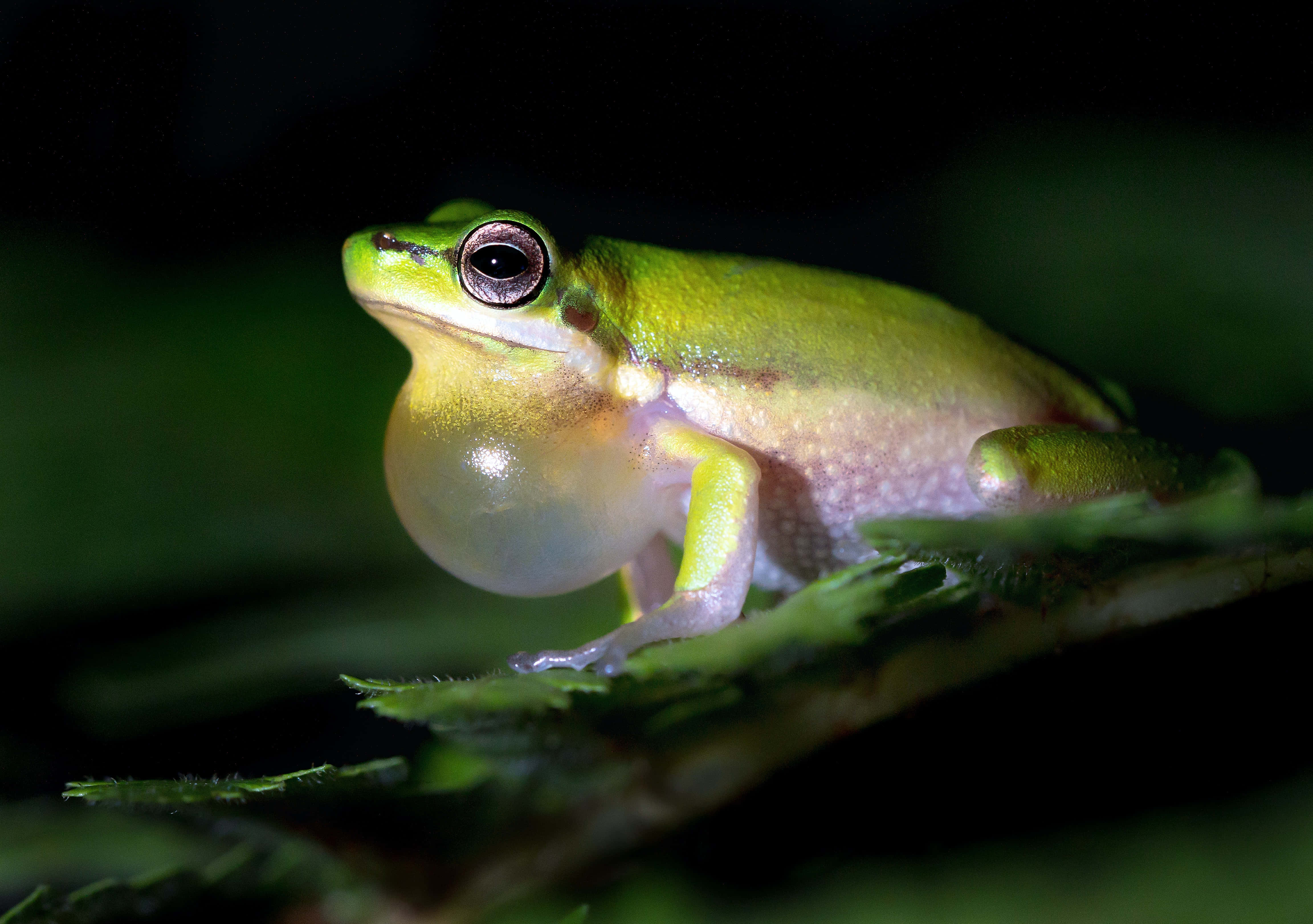 Frog 桌布 壁紙 — 一隻充滿活力的綠色樹蛙，鼓起的聲囊棲息在葉子上，背景是黑暗模糊的。