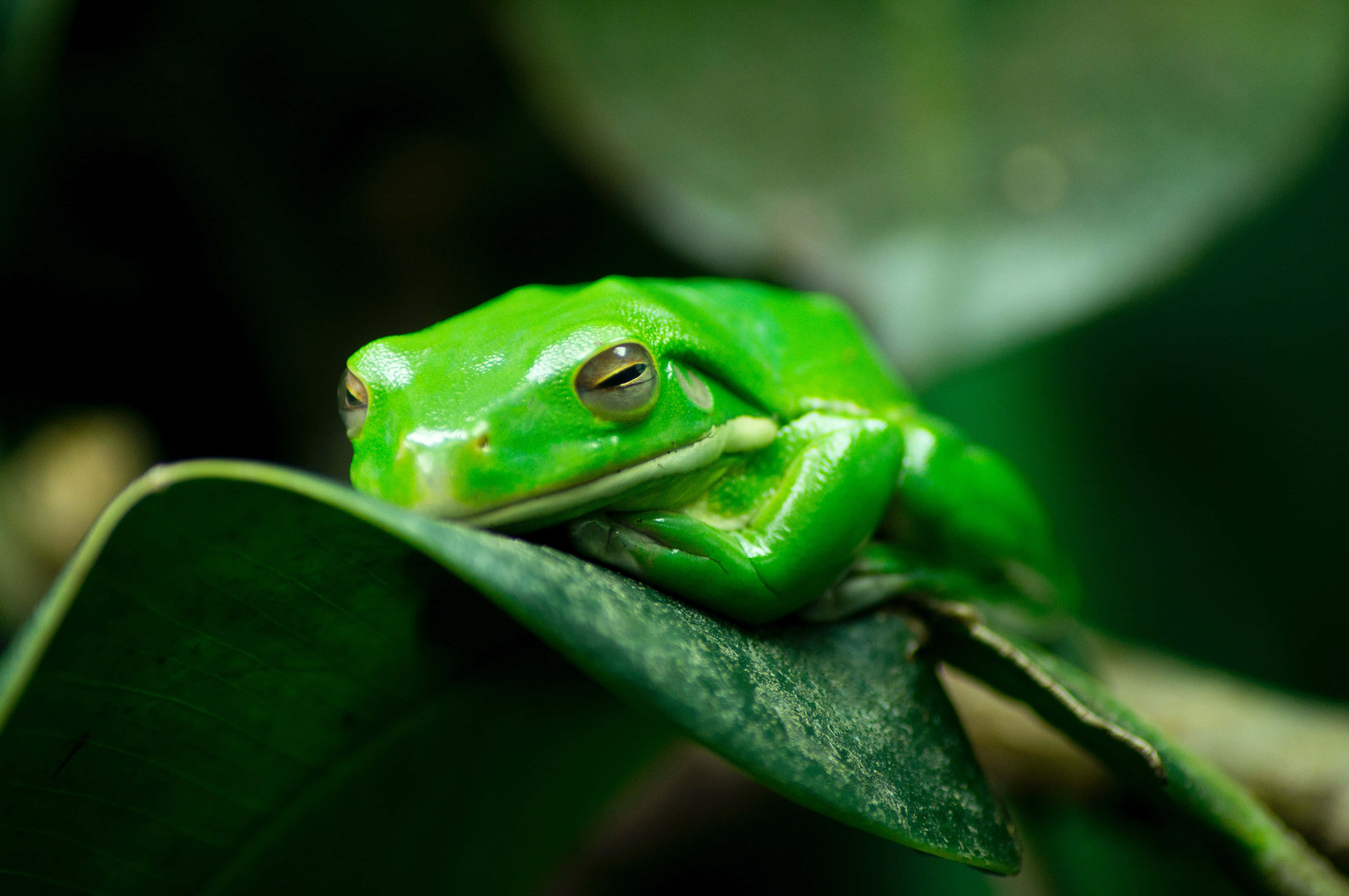 Frog 桌布 壁紙 — 一隻充滿活力的綠色樹蛙在茂密陰暗的叢林環境中，安詳地休息在一片大葉子上。