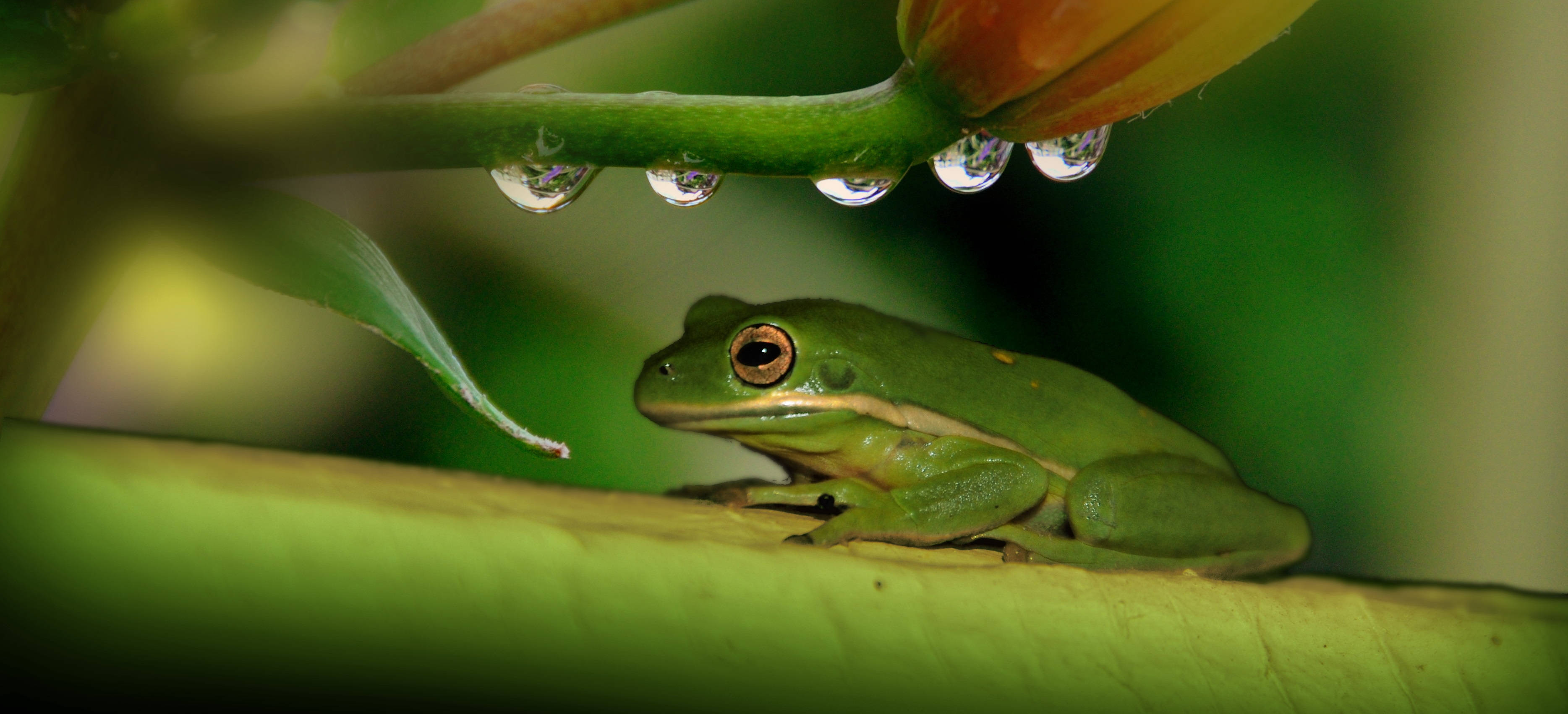 Frog 桌布 壁紙 — 一隻充滿活力的綠色樹蛙棲息在一片葉子上，上方莖上掛著露珠。