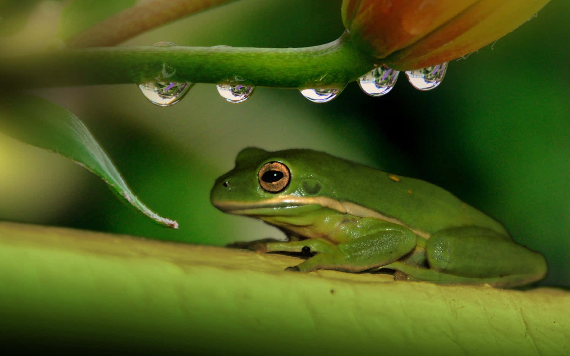 Frog 桌布 壁紙 — 一隻充滿活力的綠色樹蛙棲息在滴著露水的葉子下，身處茂密的熱帶環境中。