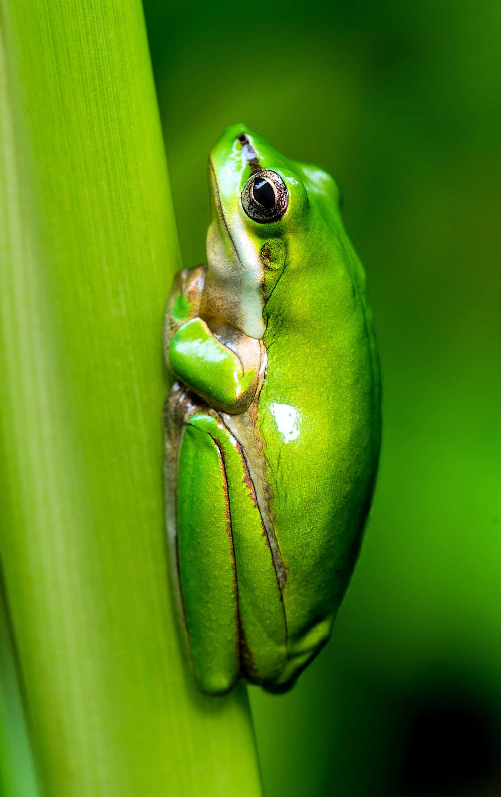Frog 桌布 壁紙 — 一隻充滿活力的綠色樹蛙緊貼在垂直的葉子上，有大而黑的眼睛和細緻的皮膚紋理。