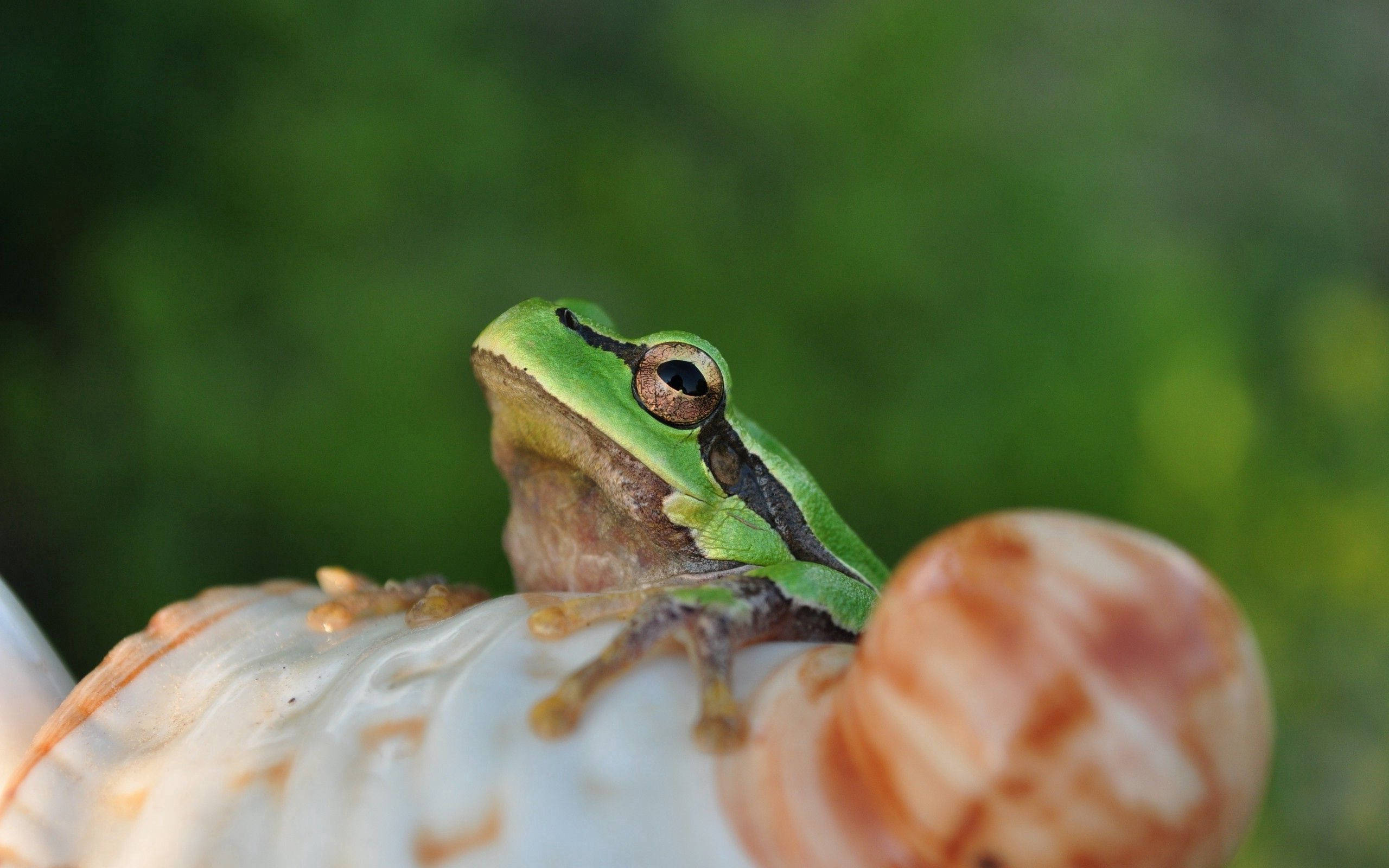 Frog 桌布 壁紙 — 一隻充滿活力的綠色樹蛙警覺地棲息在一個白色陶瓷公仔上，背景是柔和模糊的綠色。