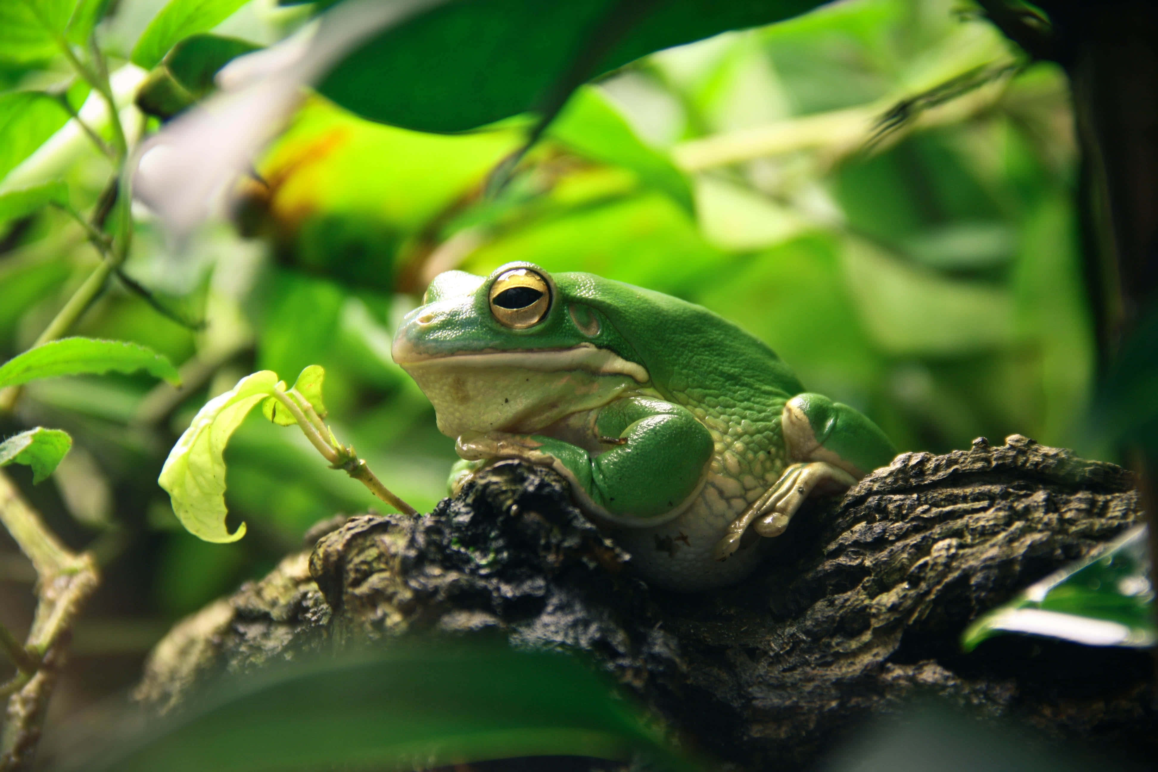 Frog 桌布 壁紙 — 一隻充滿活力的綠色樹蛙警覺地棲息在長滿苔蘚的樹枝上，周圍是茂密的樹葉，在陽光明媚的叢林環境中。