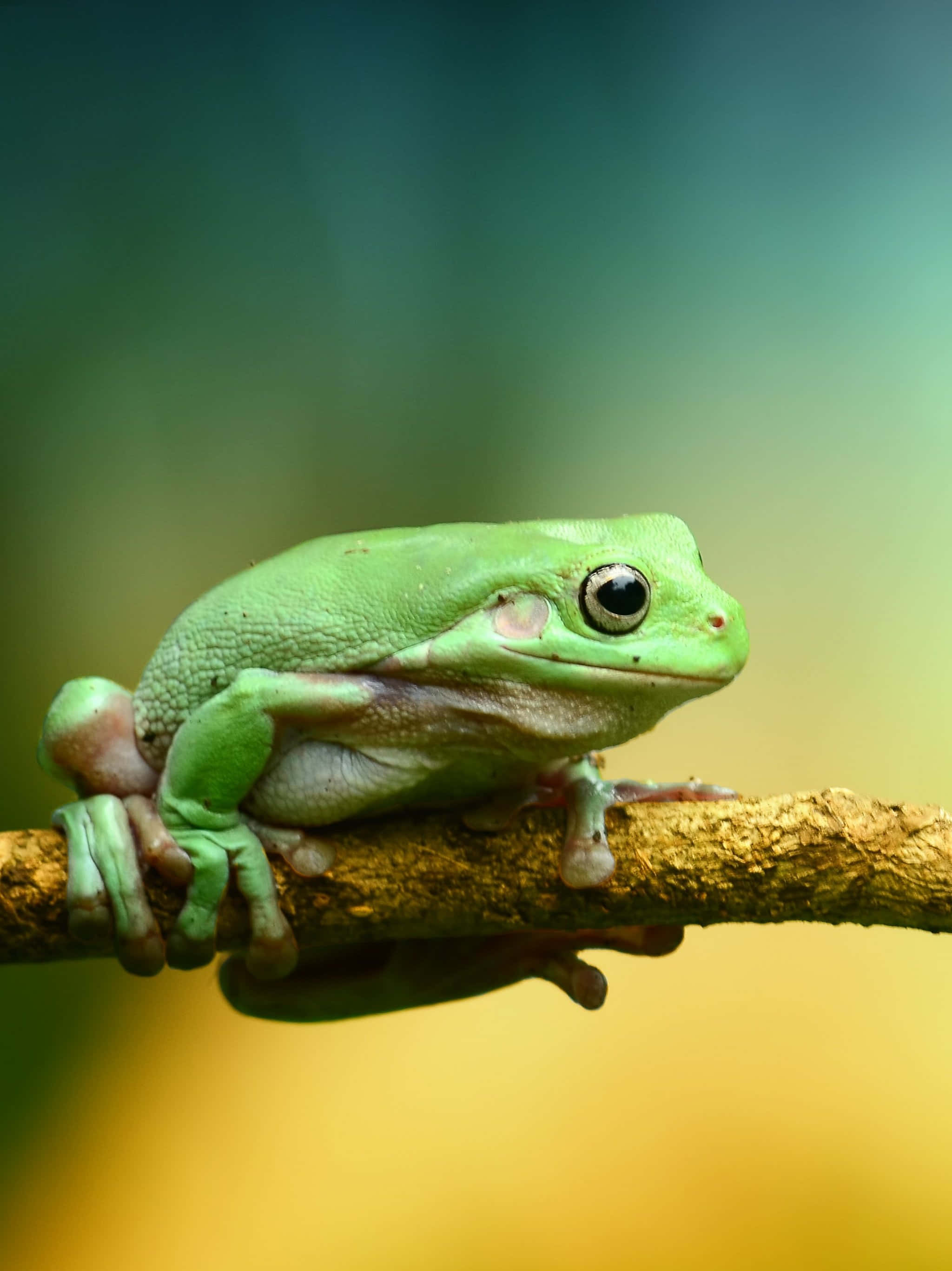 Frog 桌布 壁紙 — 一隻充滿活力的綠色樹蛙警覺地棲息在陽光照耀的樹枝上，背景是柔和模糊的森林。