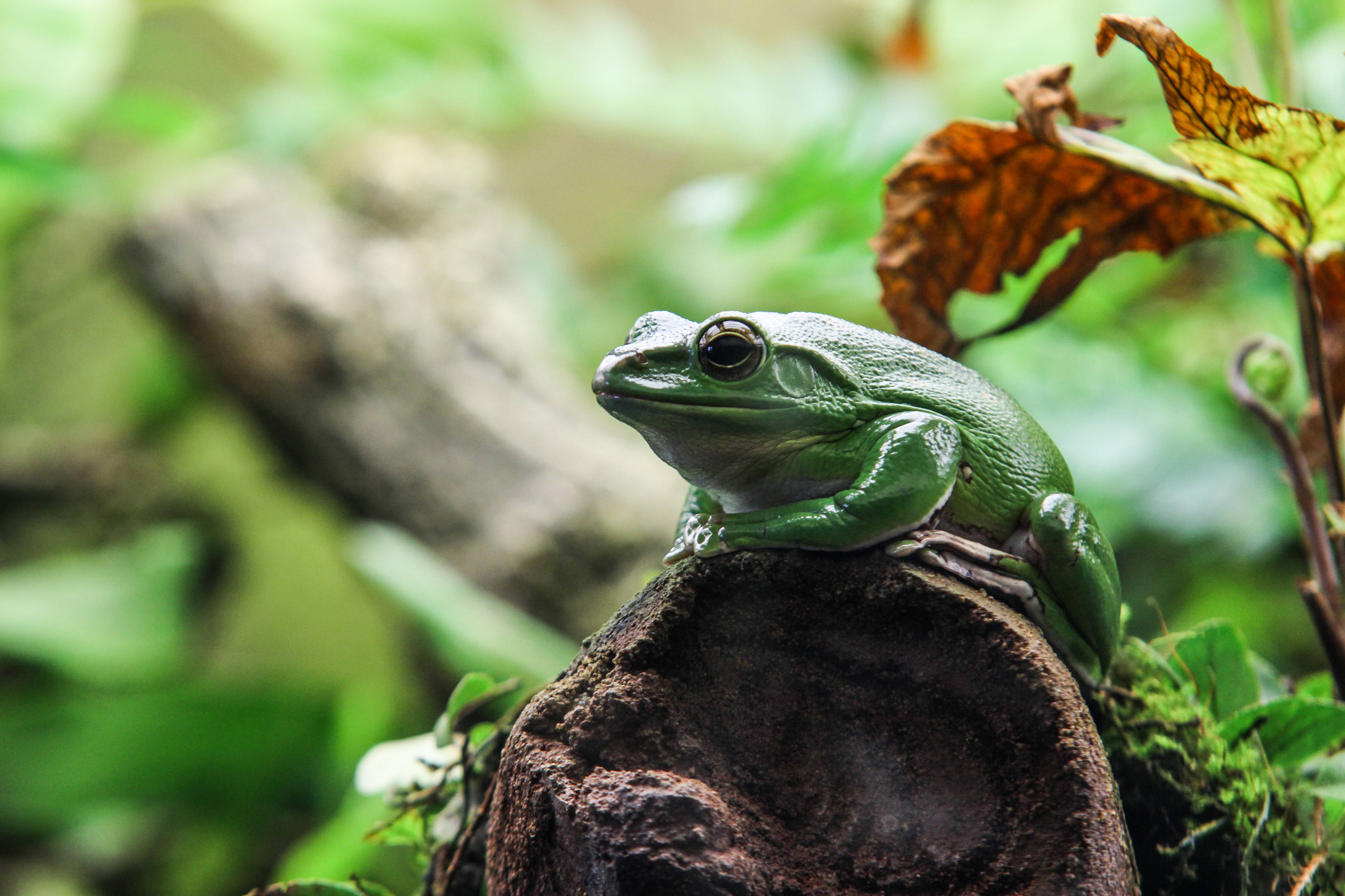 Frog 桌布 壁紙 — 一隻充滿活力的綠色樹蛙警覺地棲息在長滿苔蘚的木頭上，周圍是茂密的樹葉和一片棕色的葉子。