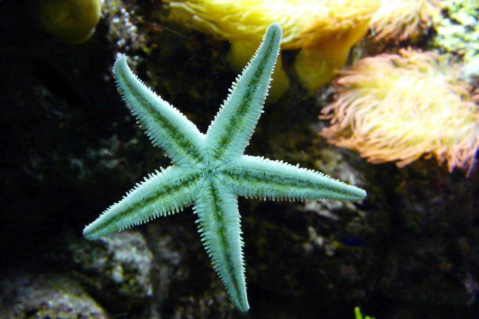 Starfish 桌布 壁紙 — 一隻充滿活力的綠色海星，長有帶刺的腕足，緊貼在深色岩石礁上，旁邊是毛茸茸的黃色和橙色海葵。
