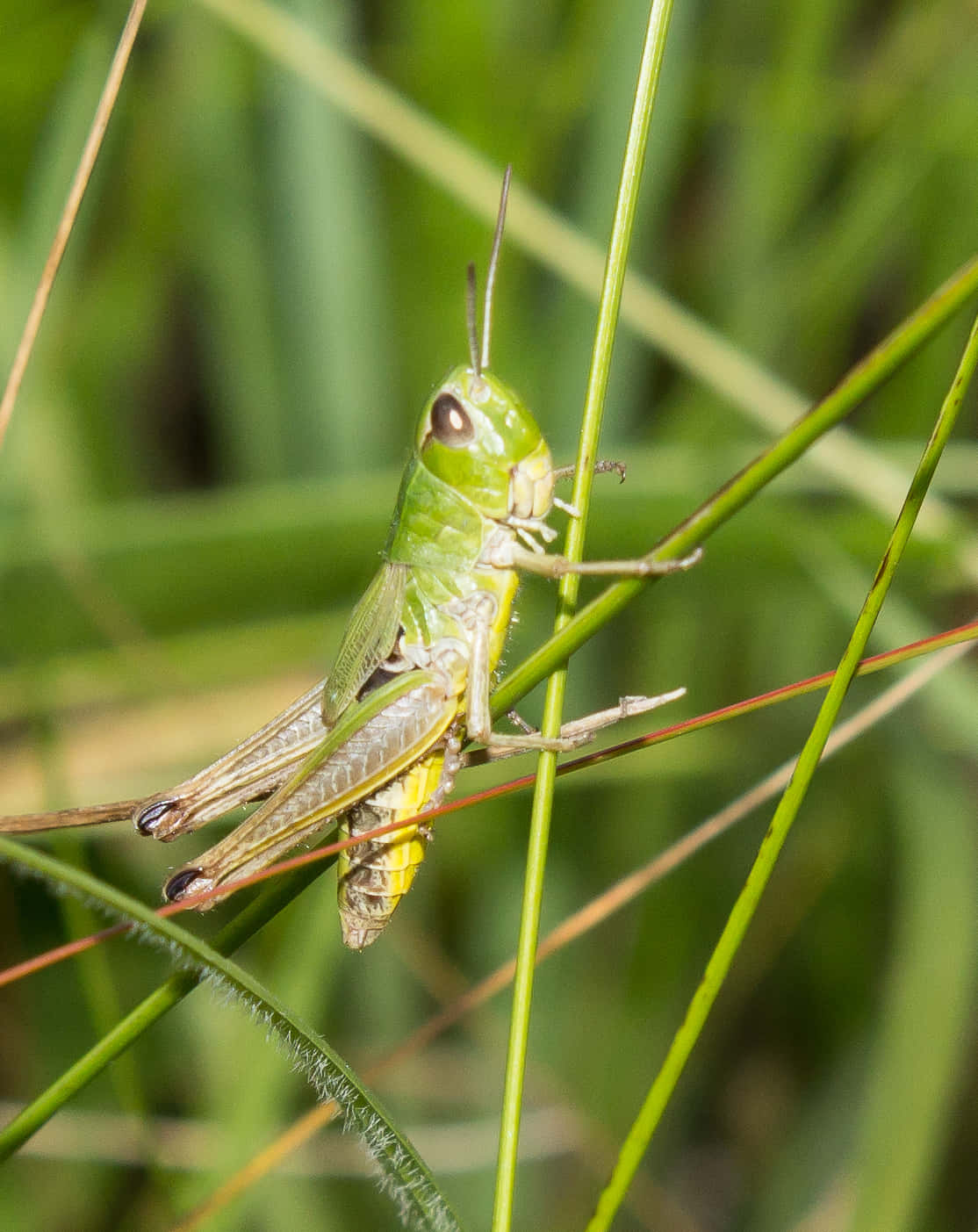 Grasshopper 桌布 壁紙 — 一隻充滿活力的綠色蚱蜢，輕巧地停在陽光明媚的草地上纖細的草葉上。