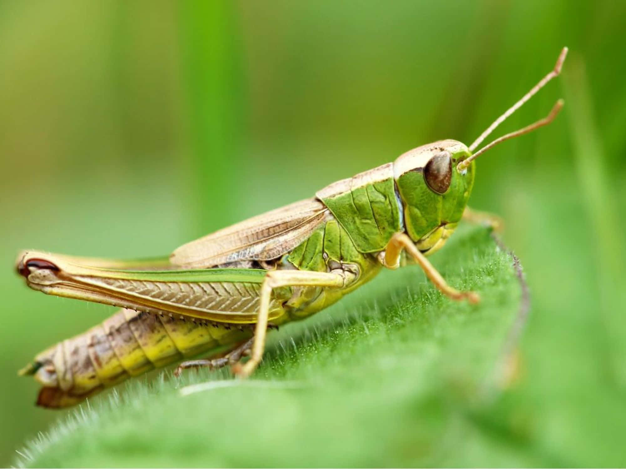 Grasshopper 桌布 壁紙 — 一隻充滿活力的綠色蚱蜢，輕柔地棲息在一片絨毛葉子上，背景是柔和模糊的草地。