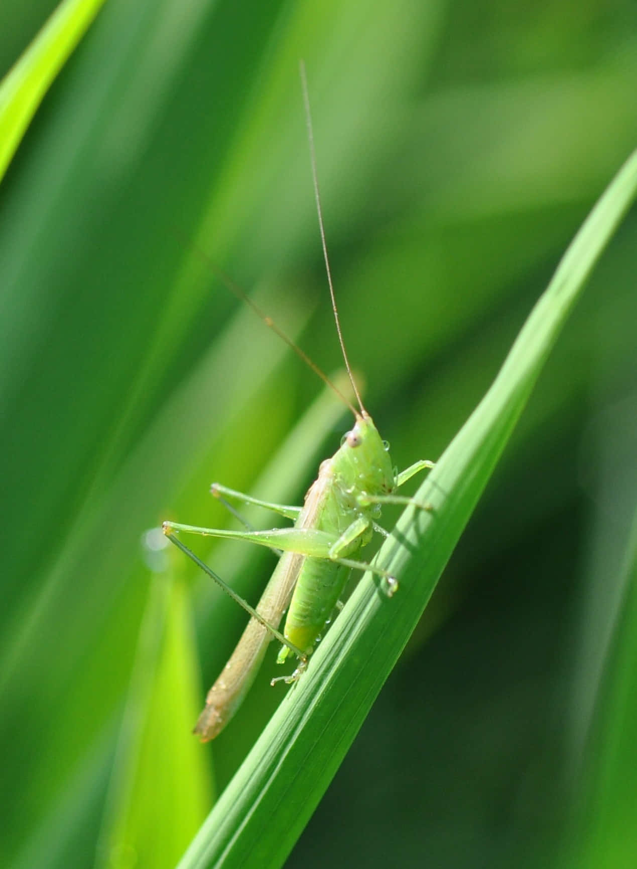 Grasshopper 桌布 壁紙 — 一隻充滿活力的綠色蚱蜢，輕輕地停在一根陽光照耀的草葉上，周圍是茂密、模糊的綠色田野。