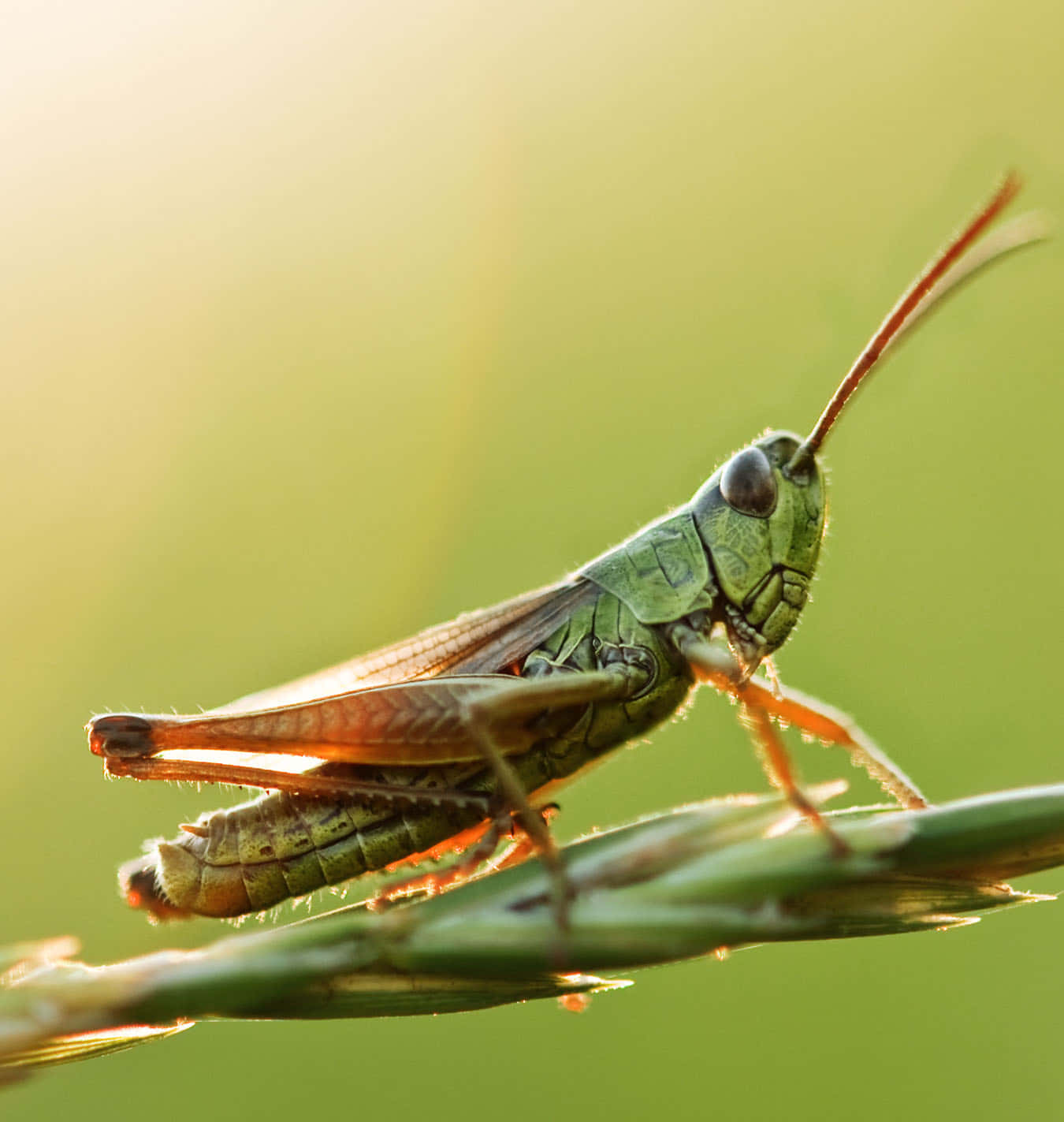 Grasshopper 桌布 壁紙 — 一隻充滿活力的綠色蚱蜢，輕輕地停在一片草葉上，背景是柔和的金色。