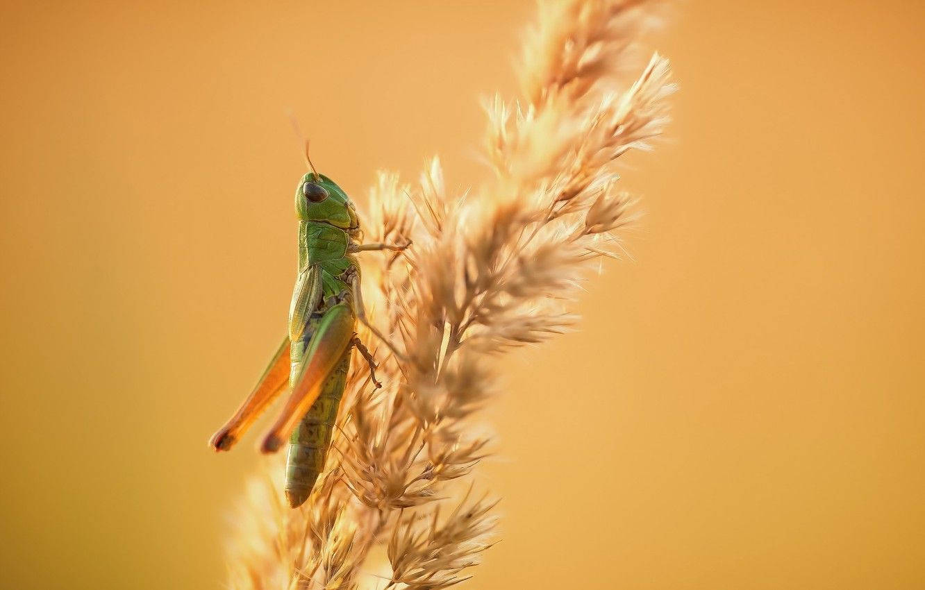 Grasshopper 桌布 壁紙 — 一隻充滿活力的綠色蚱蜢，輕輕棲息在金黃色的羽毛狀草叢上，背景是溫暖的琥珀色。