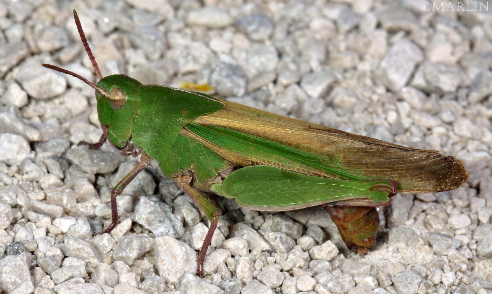 Grasshopper 桌布 壁紙 — 一隻充滿活力的綠色蚱蜢停在一片淺灰色礫石上，礫石紋理細緻，光線自然。