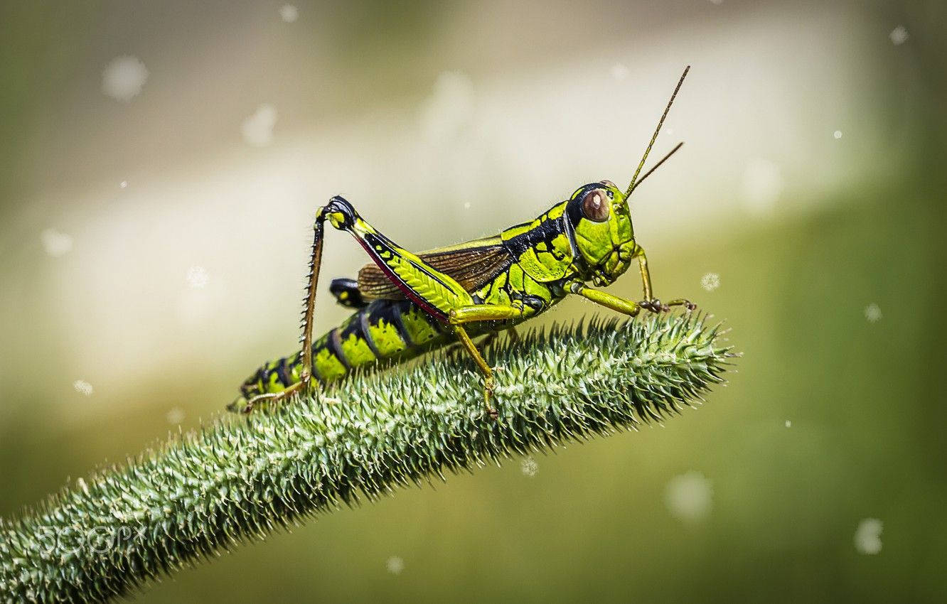 Grasshopper 桌布 壁紙 — 一隻充滿活力的綠色蚱蜢帶有黑色條紋，輕輕地棲息在毛茸茸的綠色植物莖上，背景柔和模糊。