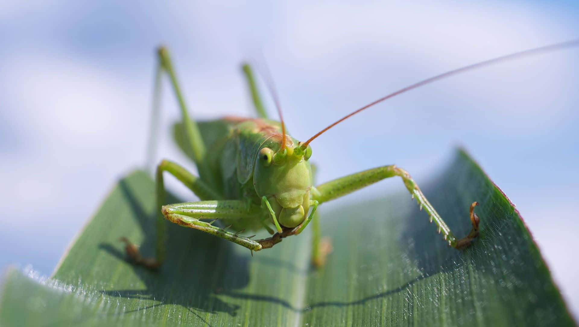 Grasshopper 桌布 壁紙 — 一隻充滿活力的綠色蚱蜢棲息在陽光照射的葉子上，背景是柔和的藍天。