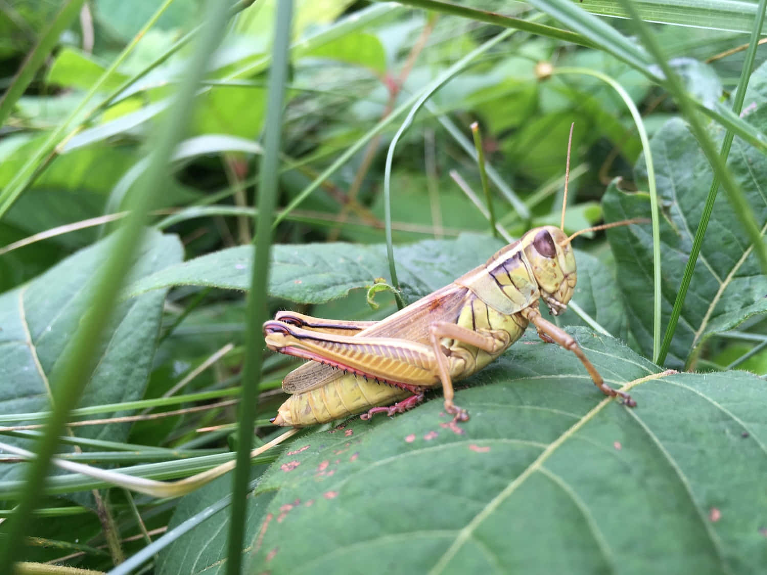 Grasshopper 桌布 壁紙 — 一隻充滿活力的綠色蚱蜢棲息在陽光普照的自然環境中茂密樹葉中的一片葉子上。