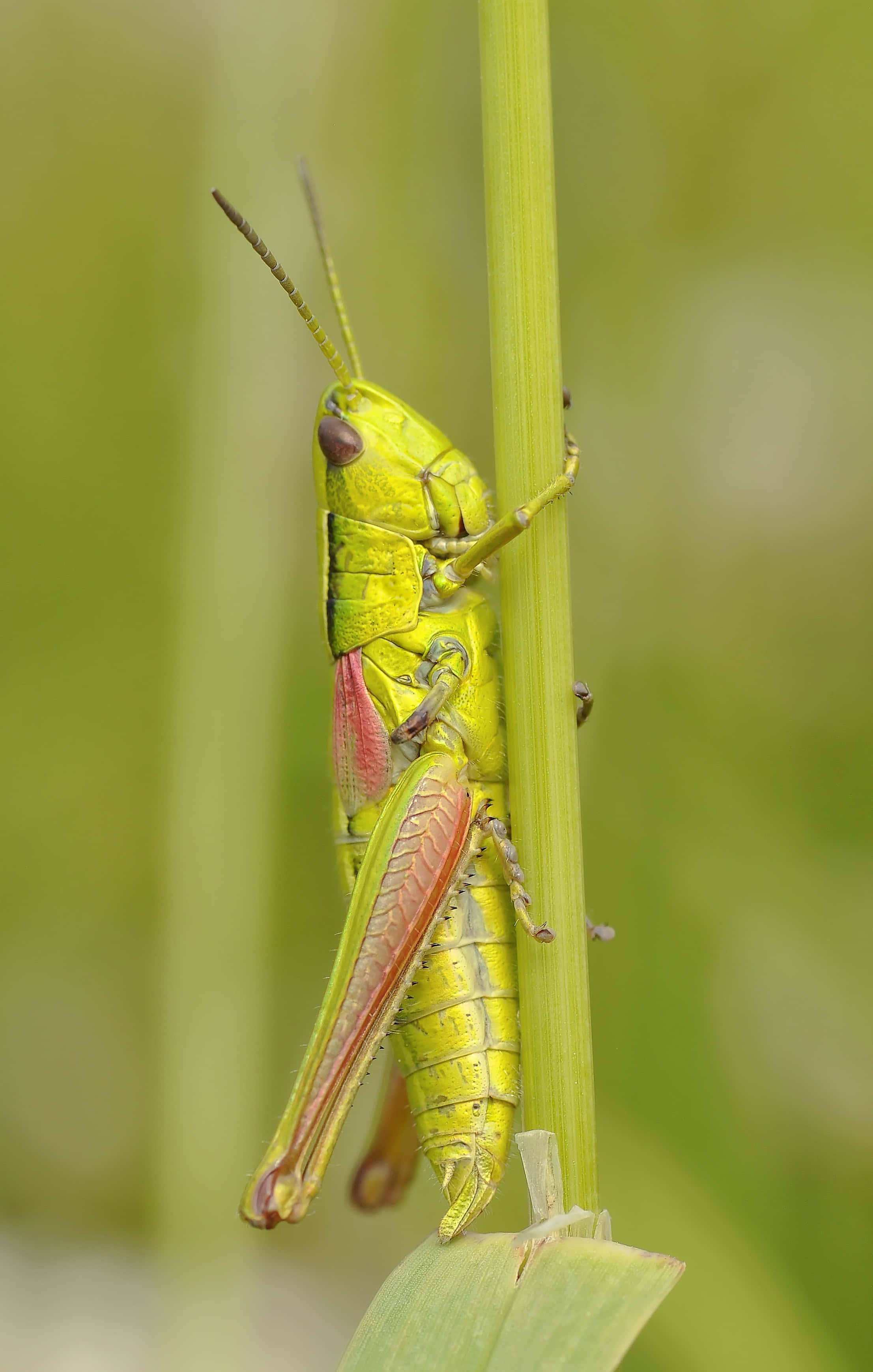 Grasshopper 桌布 壁紙 — 一隻充滿活力的綠色蚱蜢用纖細的腿緊緊抓住一片草葉，背景是柔和模糊的綠色。