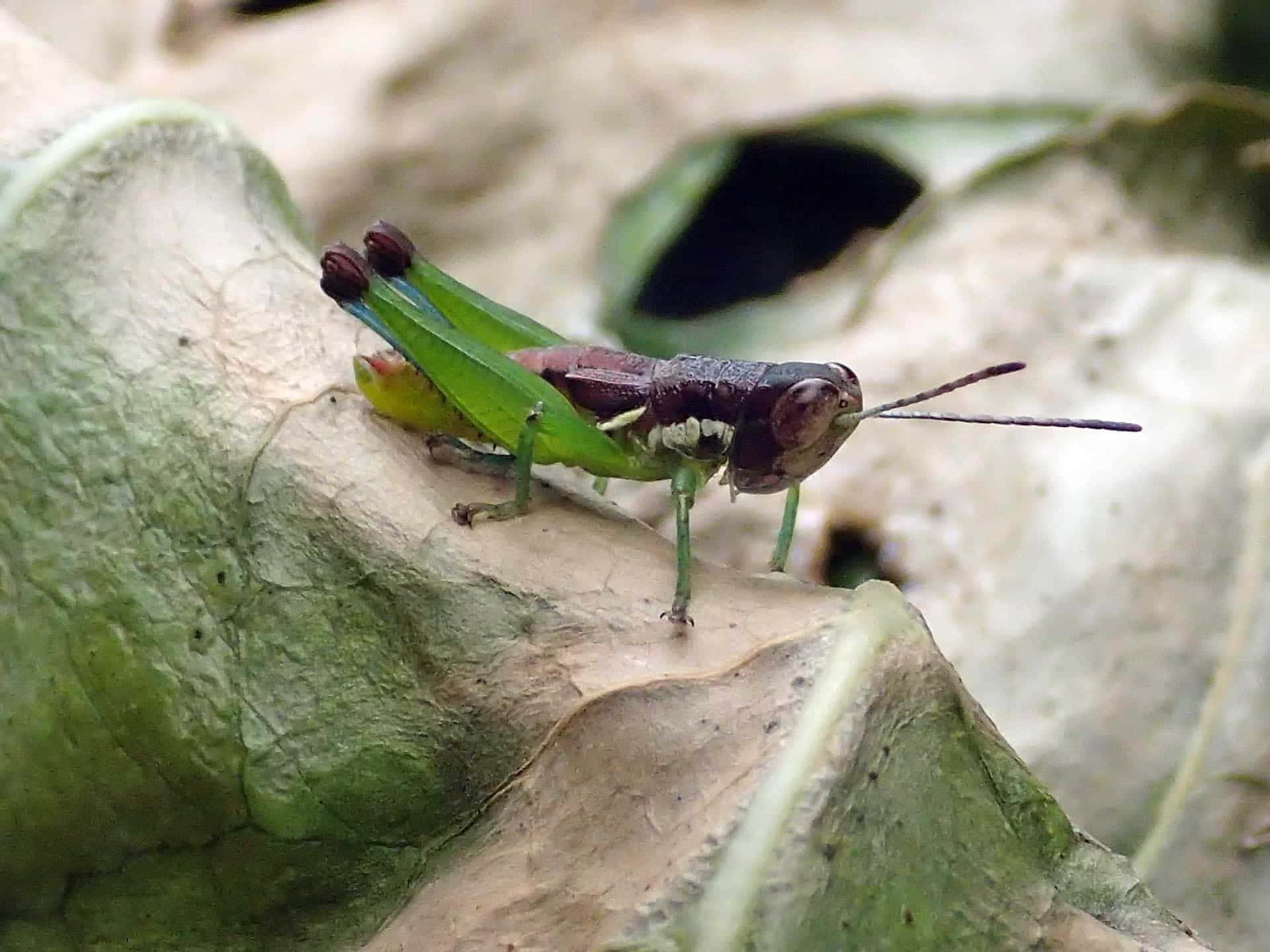 Grasshopper 桌布 壁紙 — 一隻充滿活力的綠色蚱蜢輕輕停在一片有紋理的葉子上，光線柔和自然。
