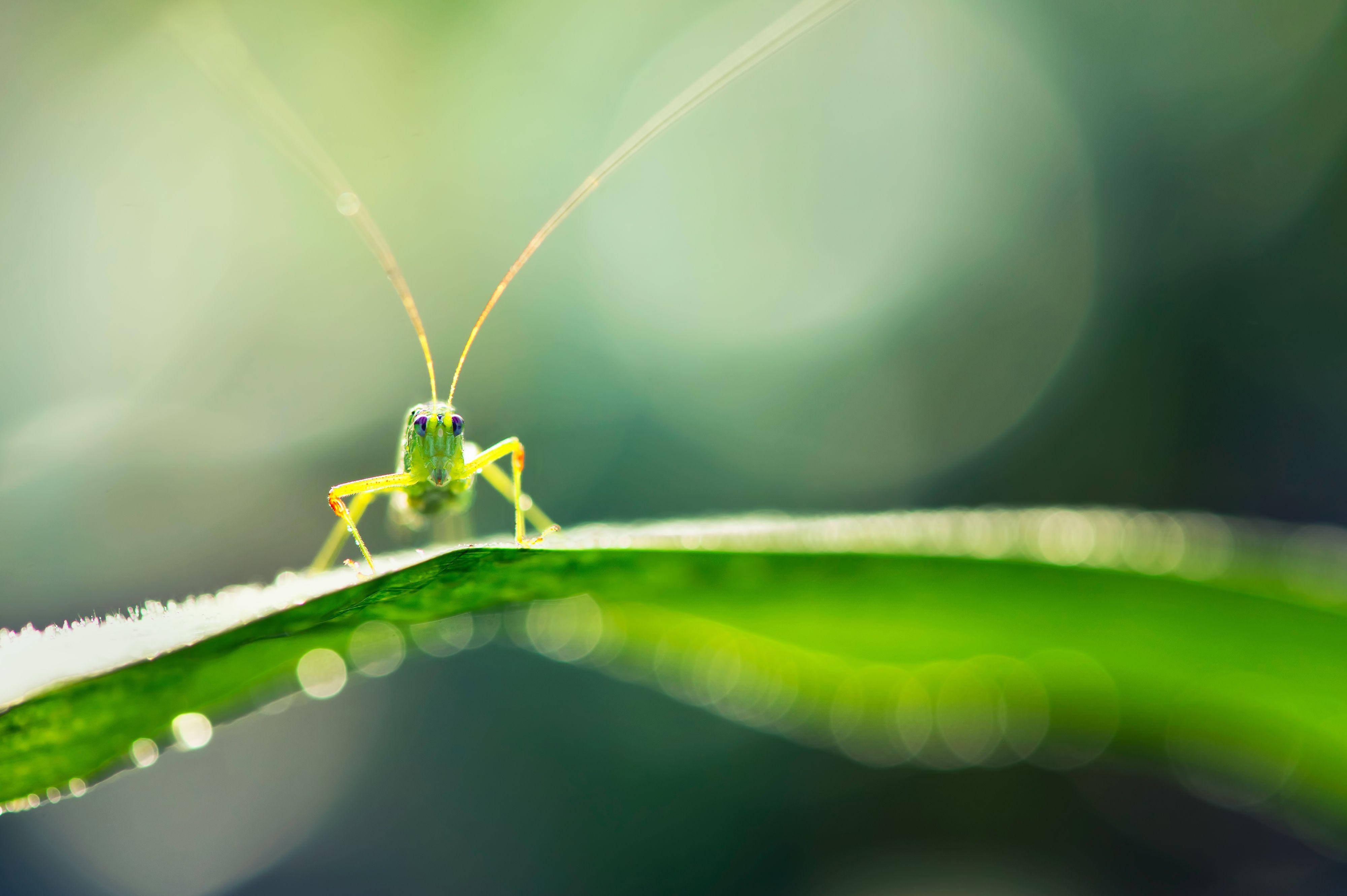 wildlife 桌布 壁紙 — 一隻充滿活力的綠色蚱蜢輕輕地停在一片沾滿露水的葉子上，背景是柔和模糊的森林。