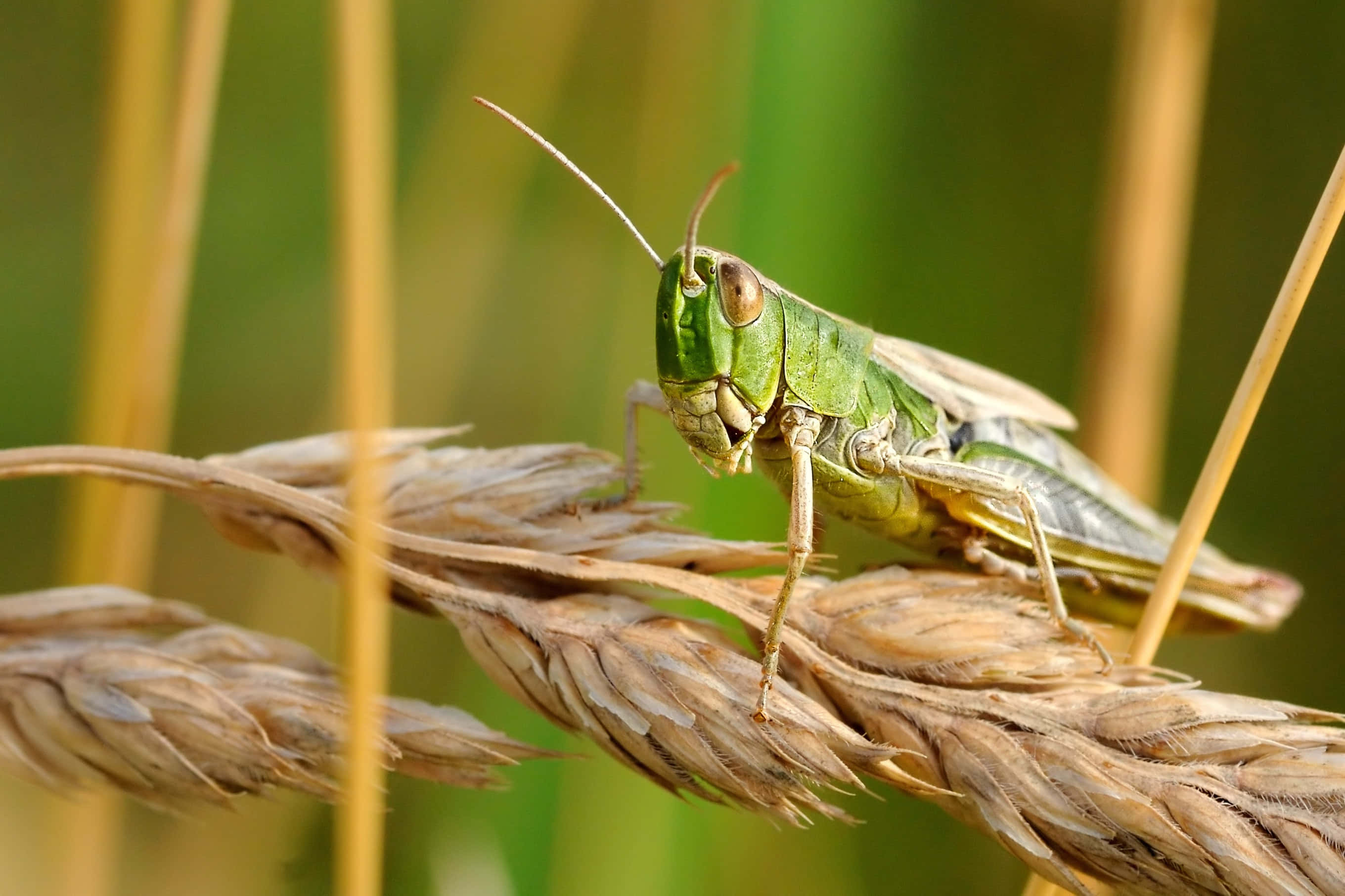Grasshopper 桌布 壁紙 — 一隻充滿活力的綠色蚱蜢輕輕地停在一根金色麥稈上，背景是柔和模糊的綠色。