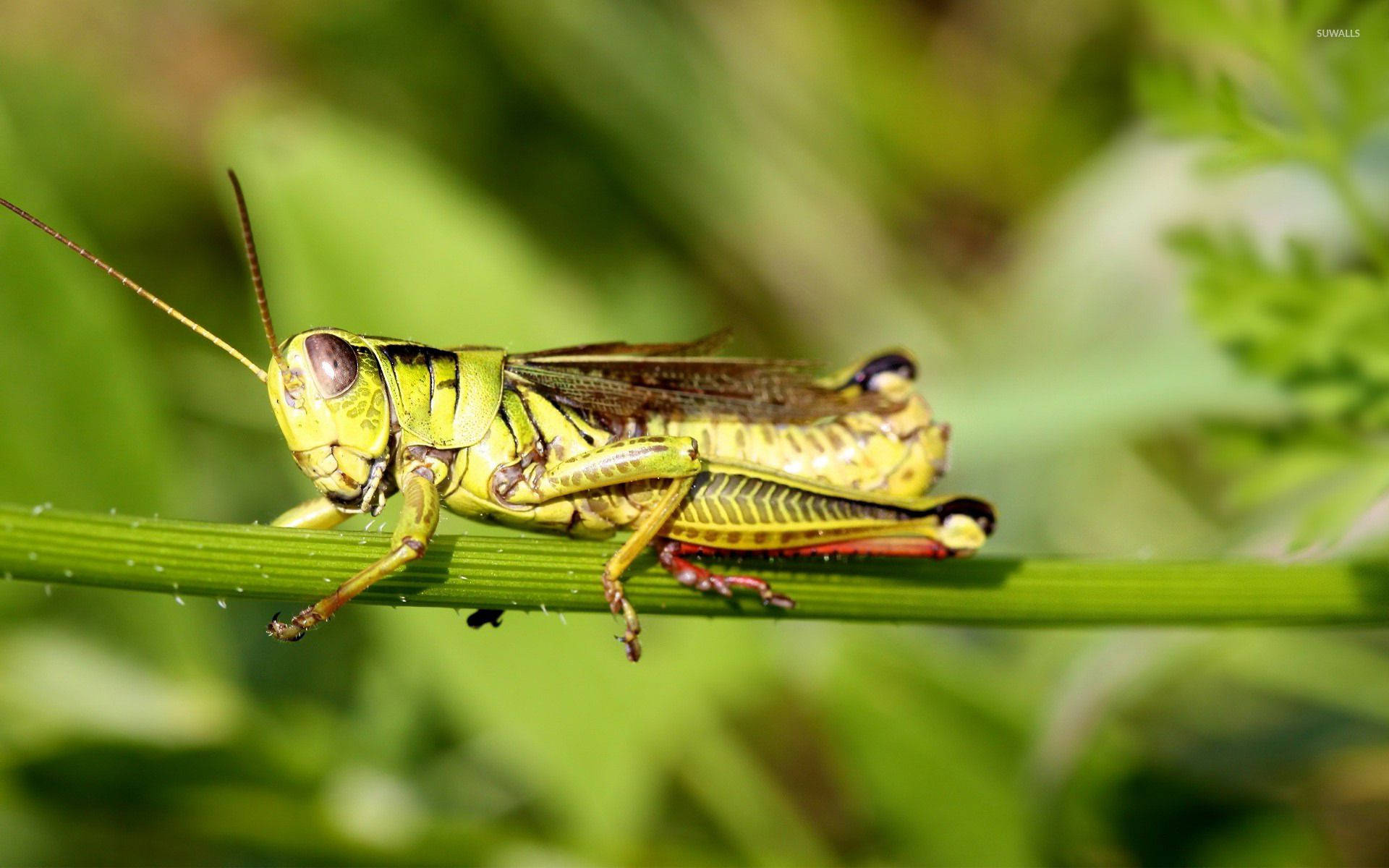 Grasshopper 桌布 壁紙 — 一隻充滿活力的綠色蚱蜢輕輕地棲息在一片草葉上，背景是柔和模糊的綠色。