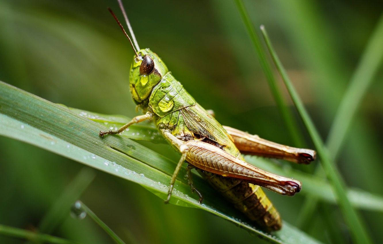 Grasshopper 桌布 壁紙 — 一隻充滿活力的綠色蚱蜢輕輕地棲息在沾滿露水的草葉上，在一個茂盛的花園中。