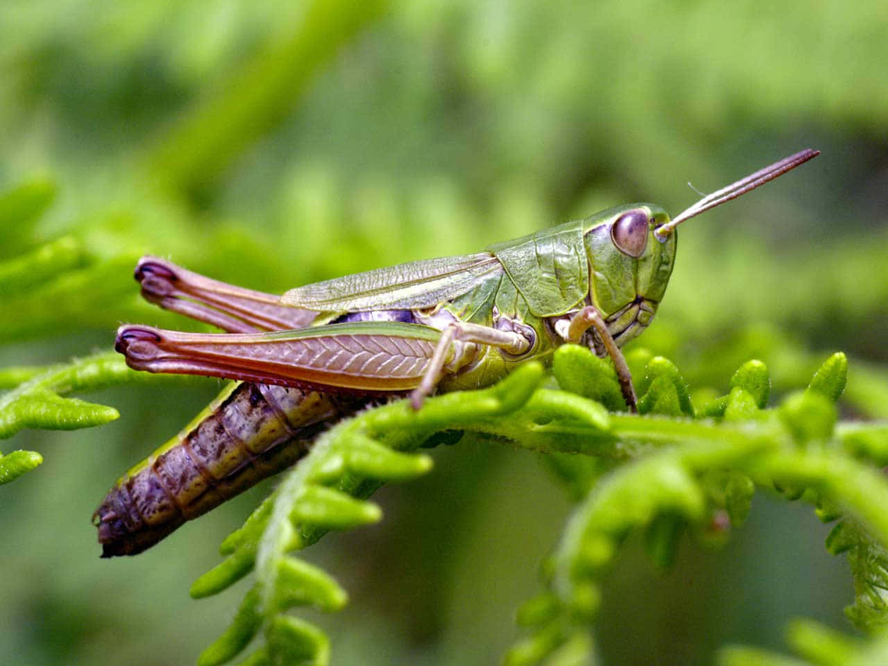 Grasshopper 桌布 壁紙 — 一隻充滿活力的綠色蚱蜢輕輕地棲息在蕨類葉片上，背景是柔和模糊的樹葉。