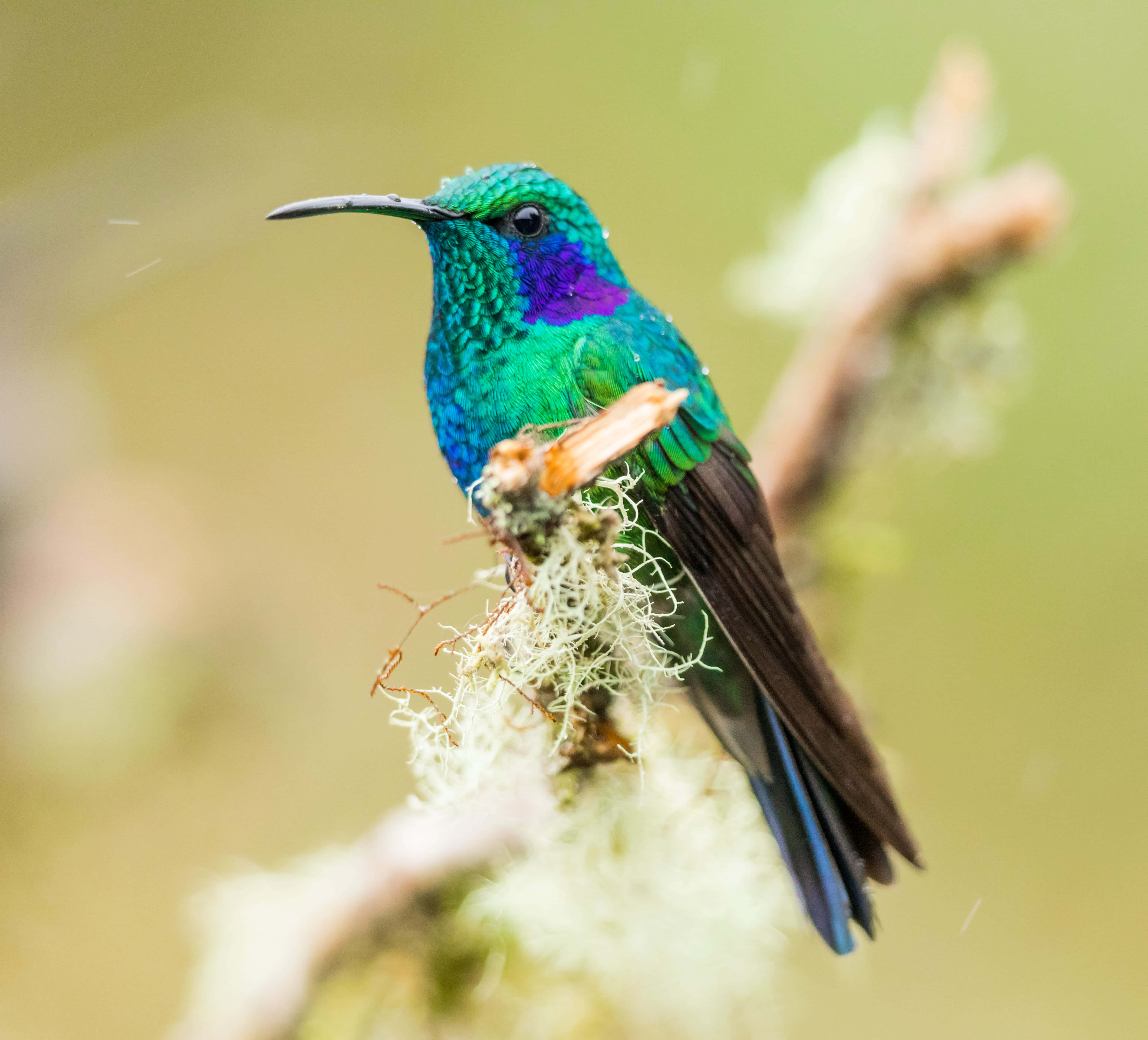 Hummingbird Nest 桌布 壁紙 — 一隻充滿活力的綠色蜂鳥，喉嚨呈紫色，輕輕棲息在長滿苔蘚的樹枝上，背景柔和模糊。
