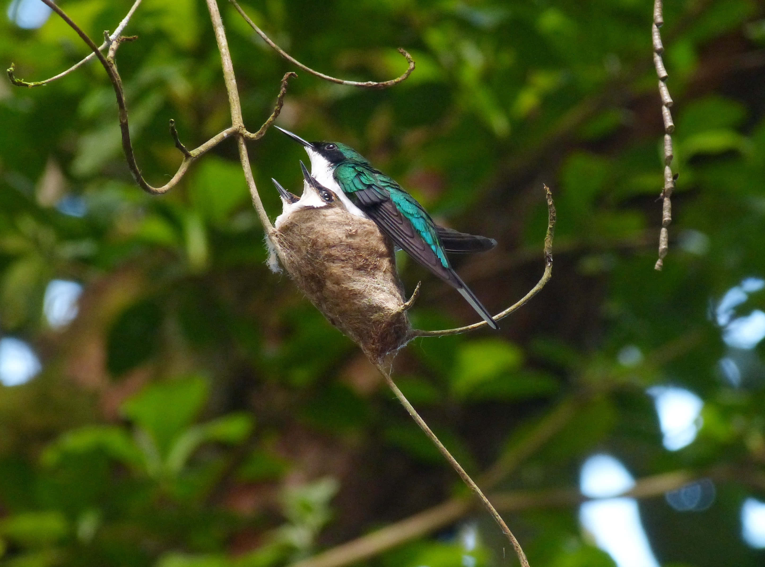 Hummingbird Nest 桌布 壁紙 — 一隻充滿活力的綠色蜂鳥在一個長滿苔蘚的巢中餵養雛鳥，巢穴懸掛在茂密樹葉中的細枝上。