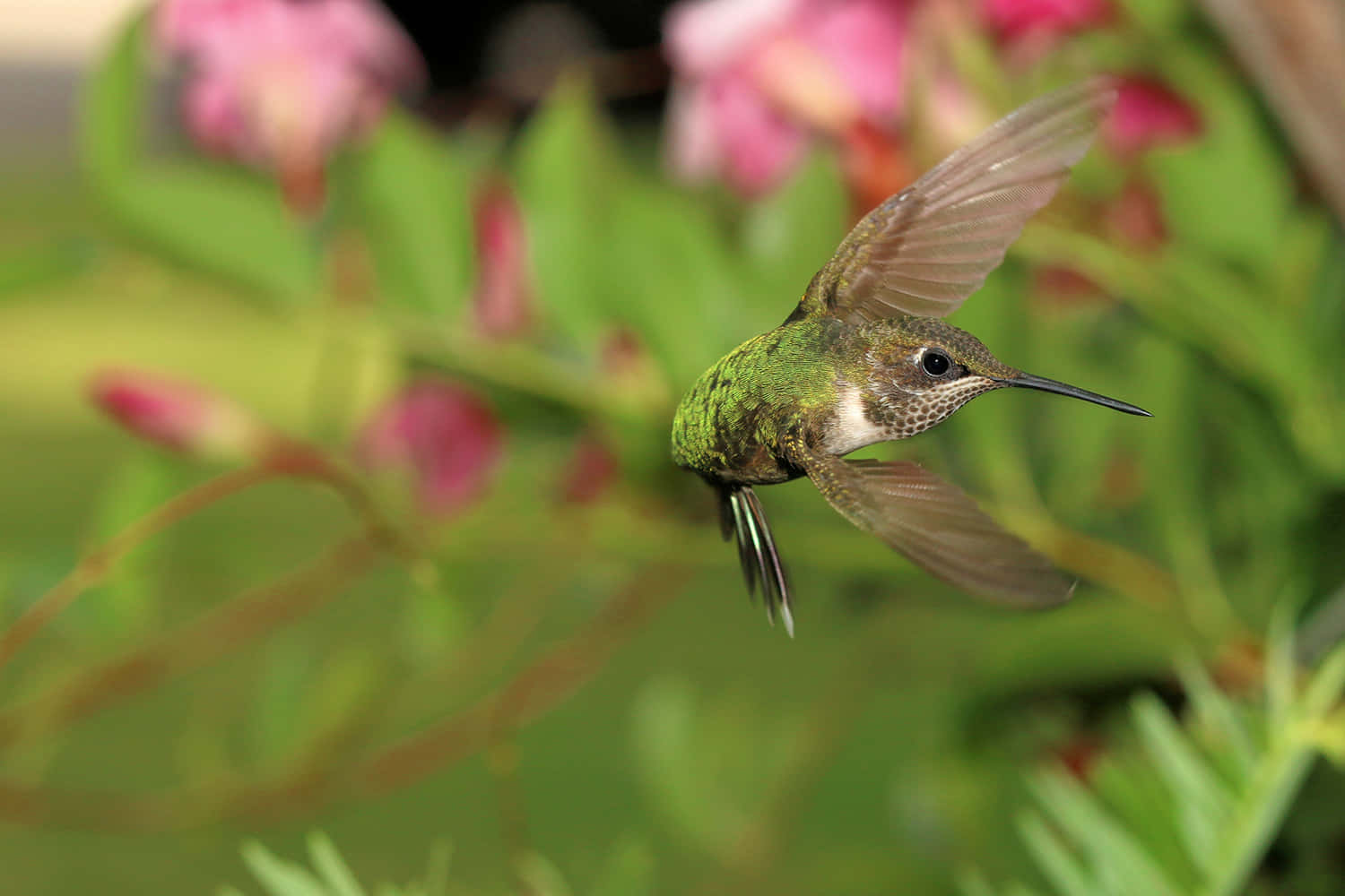 Female Hummingbird 桌布 壁紙 — 一隻充滿活力的綠色蜂鳥在半空中盤旋，翅膀因運動而模糊，靠近柔和的粉紅色花朵和茂密的綠色樹葉。
