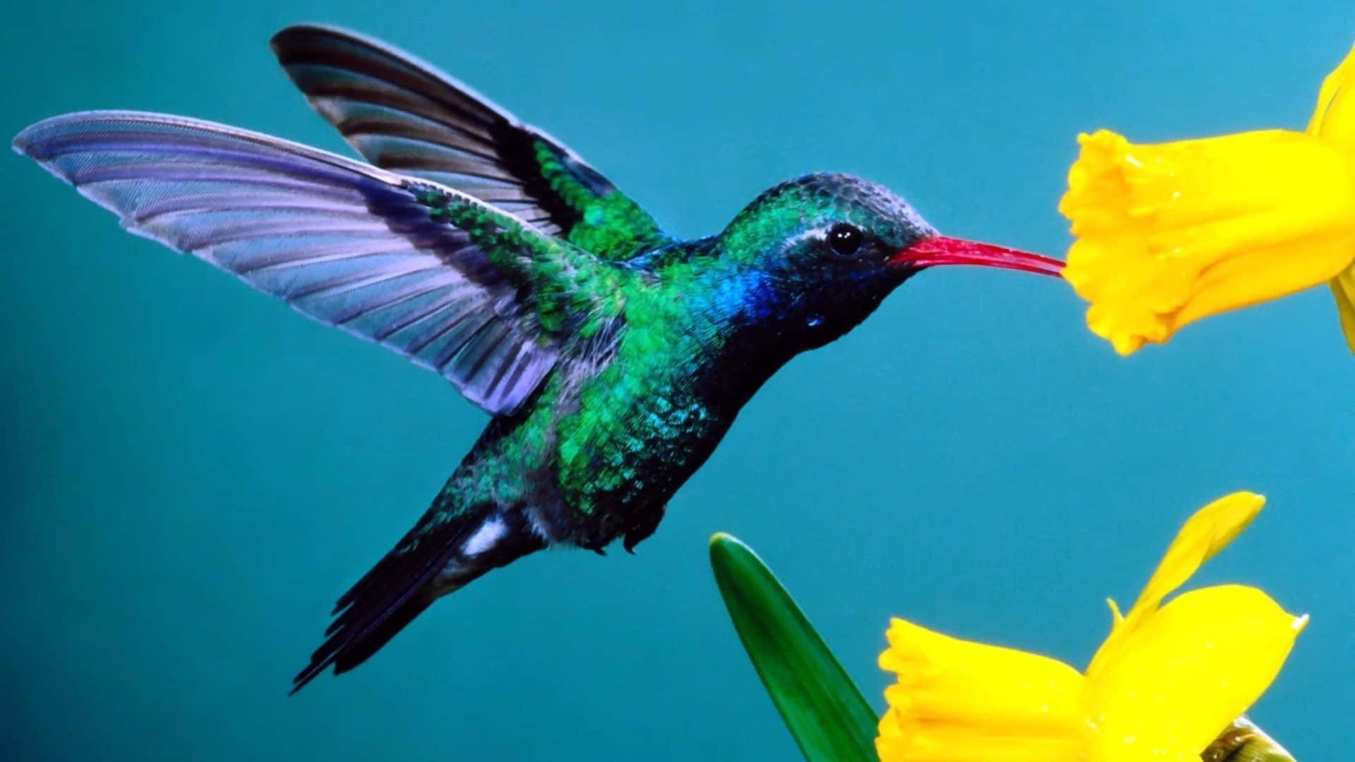 蜂鳥 桌布 壁紙 — 一隻充滿活力的綠色蜂鳥在半空中盤旋，翅膀因運動而模糊，正在從一朵鮮黃色的水仙花中吸取花蜜，背景是藍綠色。