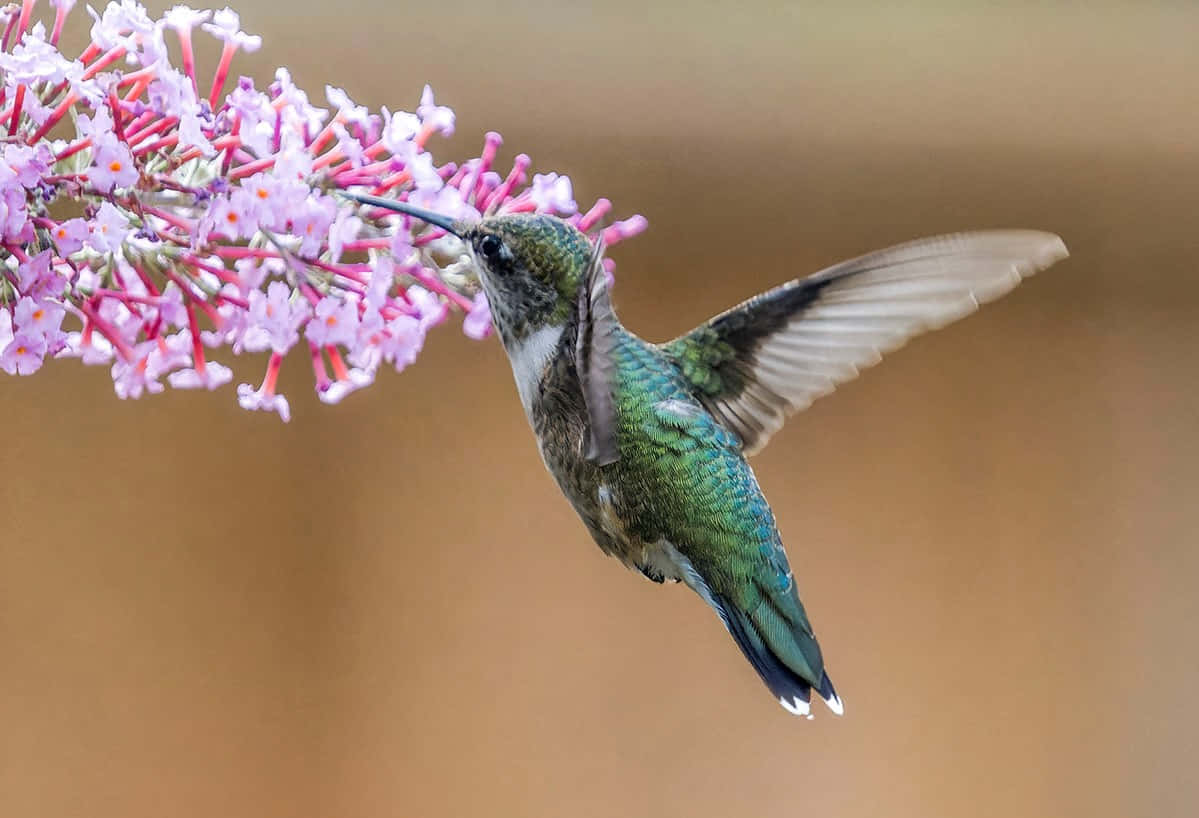 蜂鳥 桌布 壁紙 — 一隻充滿活力的綠色蜂鳥在半空中盤旋，輕柔地從一簇柔軟的粉紅色花朵中吸取花蜜。