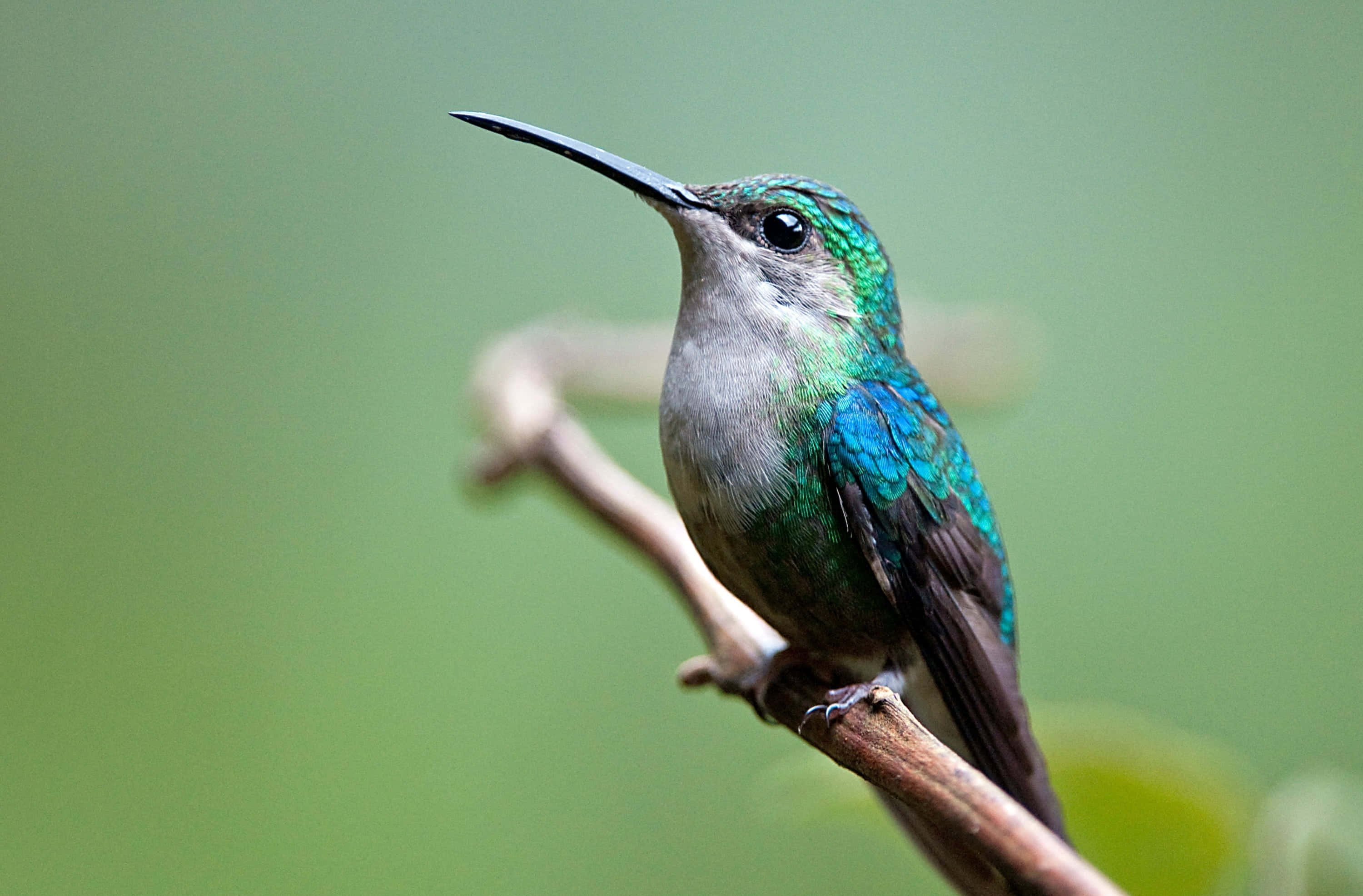 Female Hummingbird 桌布 壁紙 — 一隻充滿活力的綠色蜂鳥輕巧地棲息在一根細枝上，背景是柔和模糊的綠色。