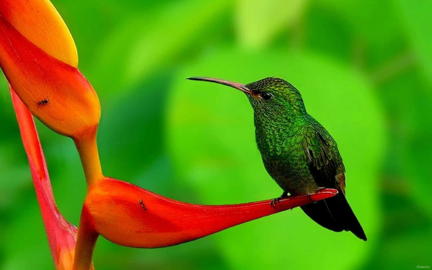Female Hummingbird 桌布 壁紙 — 一隻充滿活力的綠色蜂鳥輕盈地棲息在鮮豔的橙色赫蕉花上，背景是茂密的綠色植物。