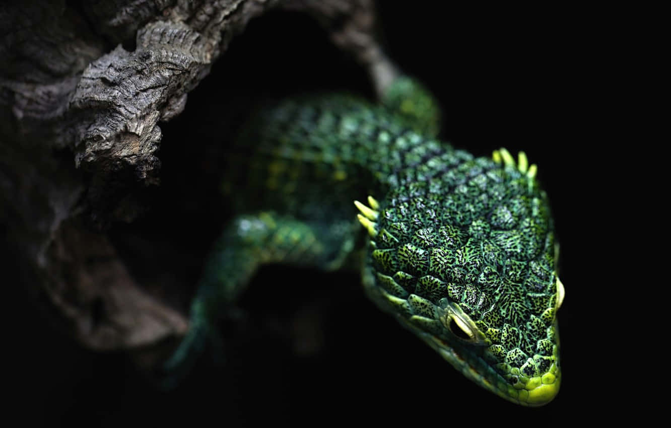 lizard 桌布 壁紙 — 一隻充滿活力的綠色蜥蜴，帶有紋理鱗片和黃色尖刺，從粗糙樹皮的黑暗空洞中探出頭來。