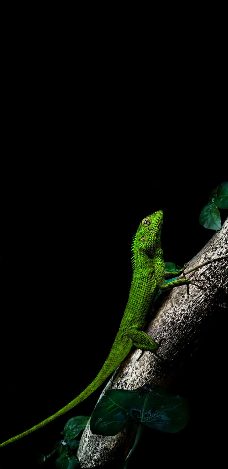 reptile 桌布 壁紙 — 一隻充滿活力的綠色蜥蜴警覺地棲息在一條有紋理的樹枝上，背景是純黑色。