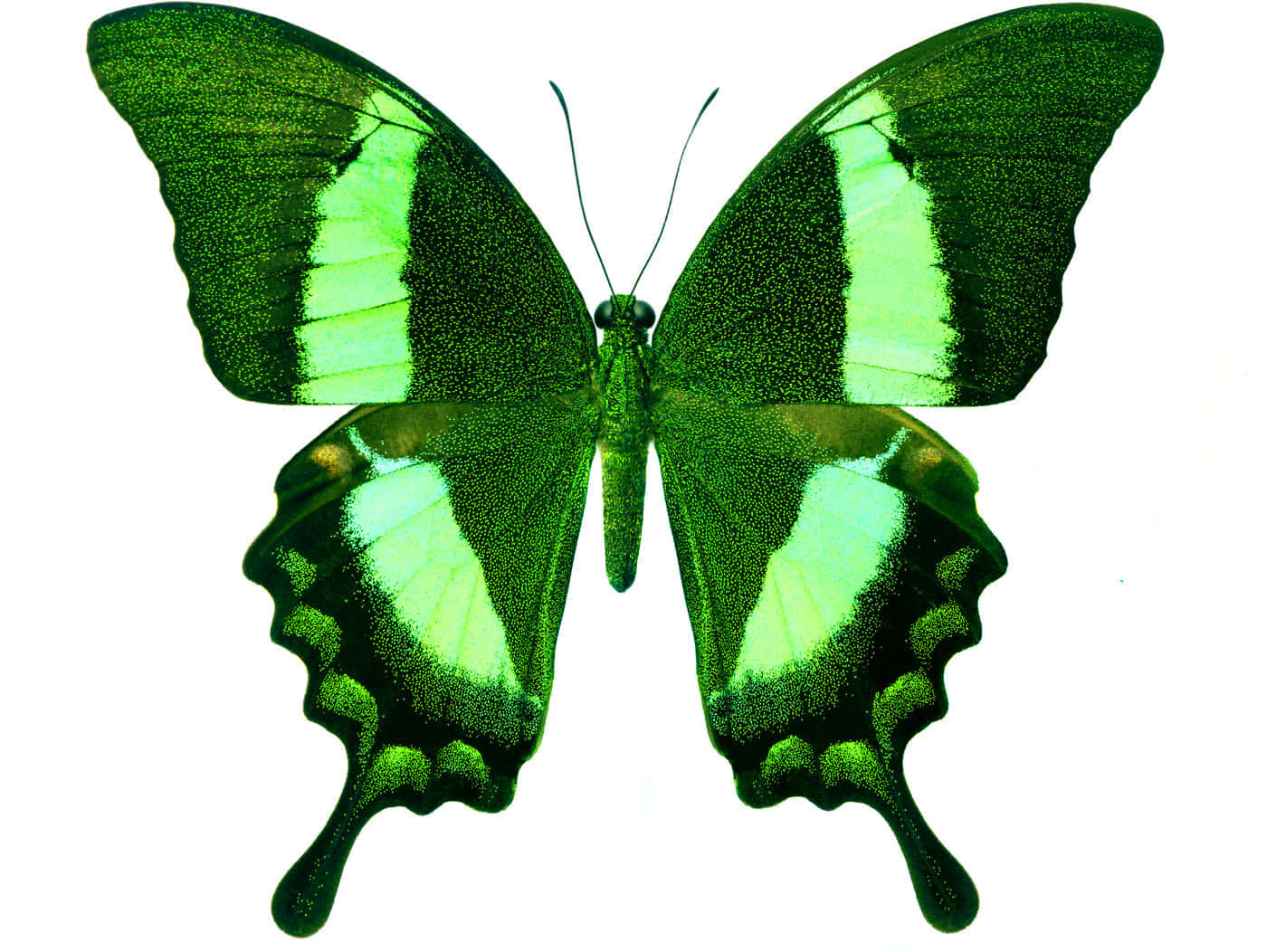 Green Butterfly 桌布 壁紙 — 一隻充滿活力的綠色蝴蝶，帶有彩虹色翅膀和白色條紋，停留在純白色背景上。