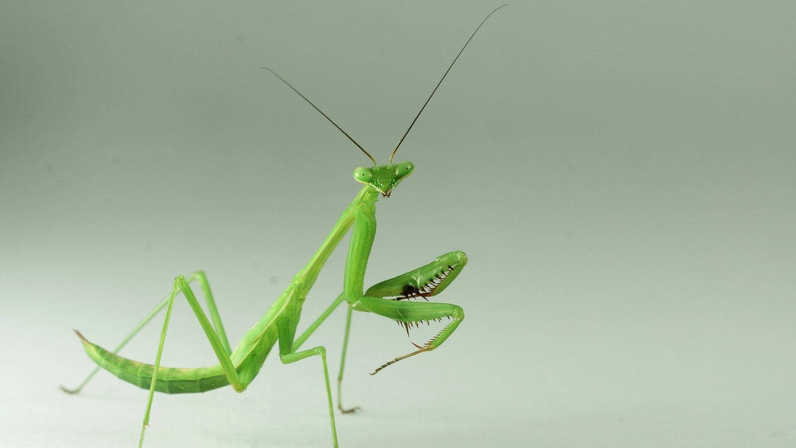 bug 桌布 壁紙 — 一隻充滿活力的綠色螳螂，在柔和的灰色背景下，帶有精緻的觸角和鋒利的前足，擺出姿勢。