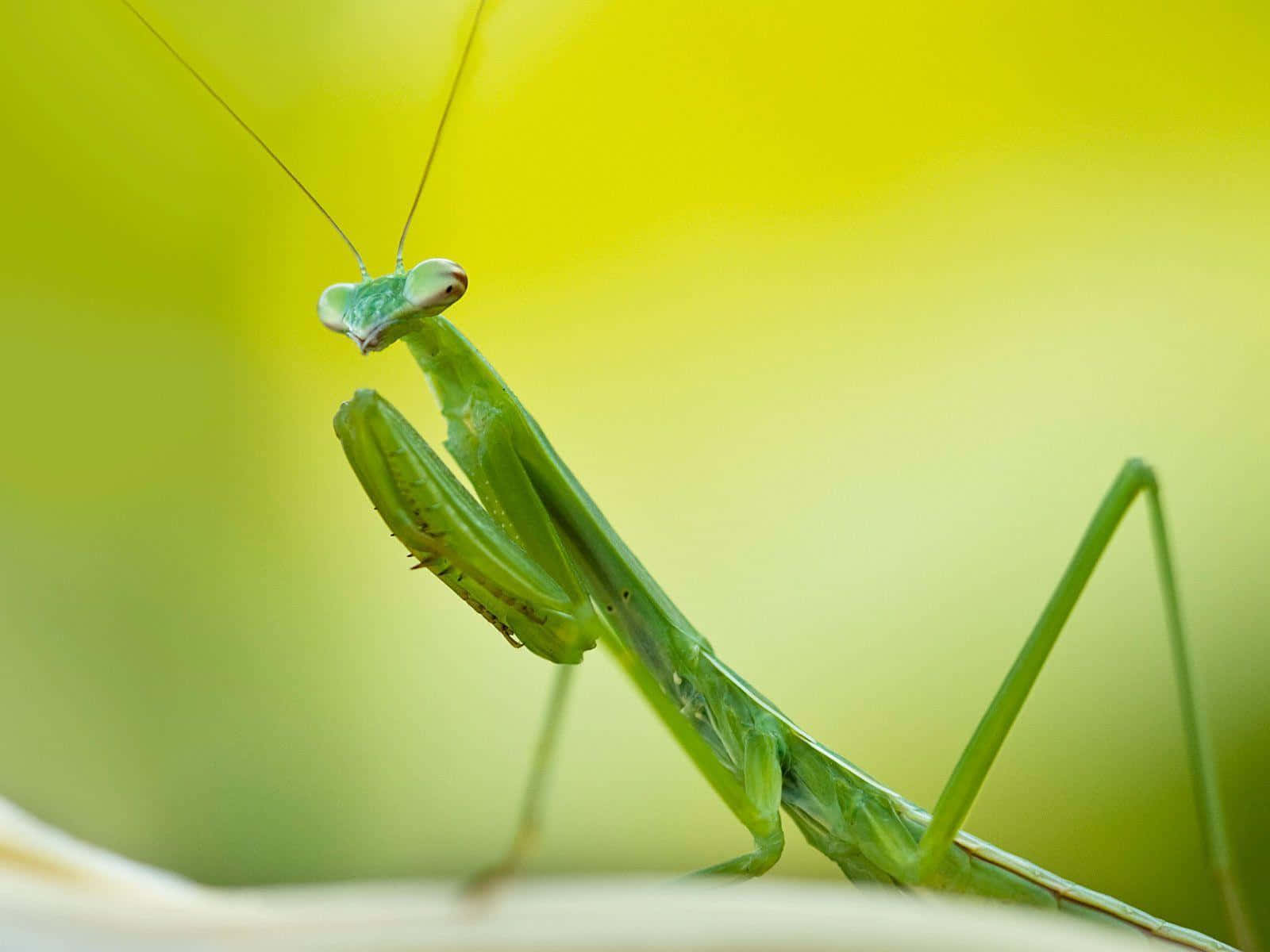 Insects 桌布 壁紙 — 一隻充滿活力的綠色螳螂以清晰焦點棲息在柔和的黃綠色模糊背景上。