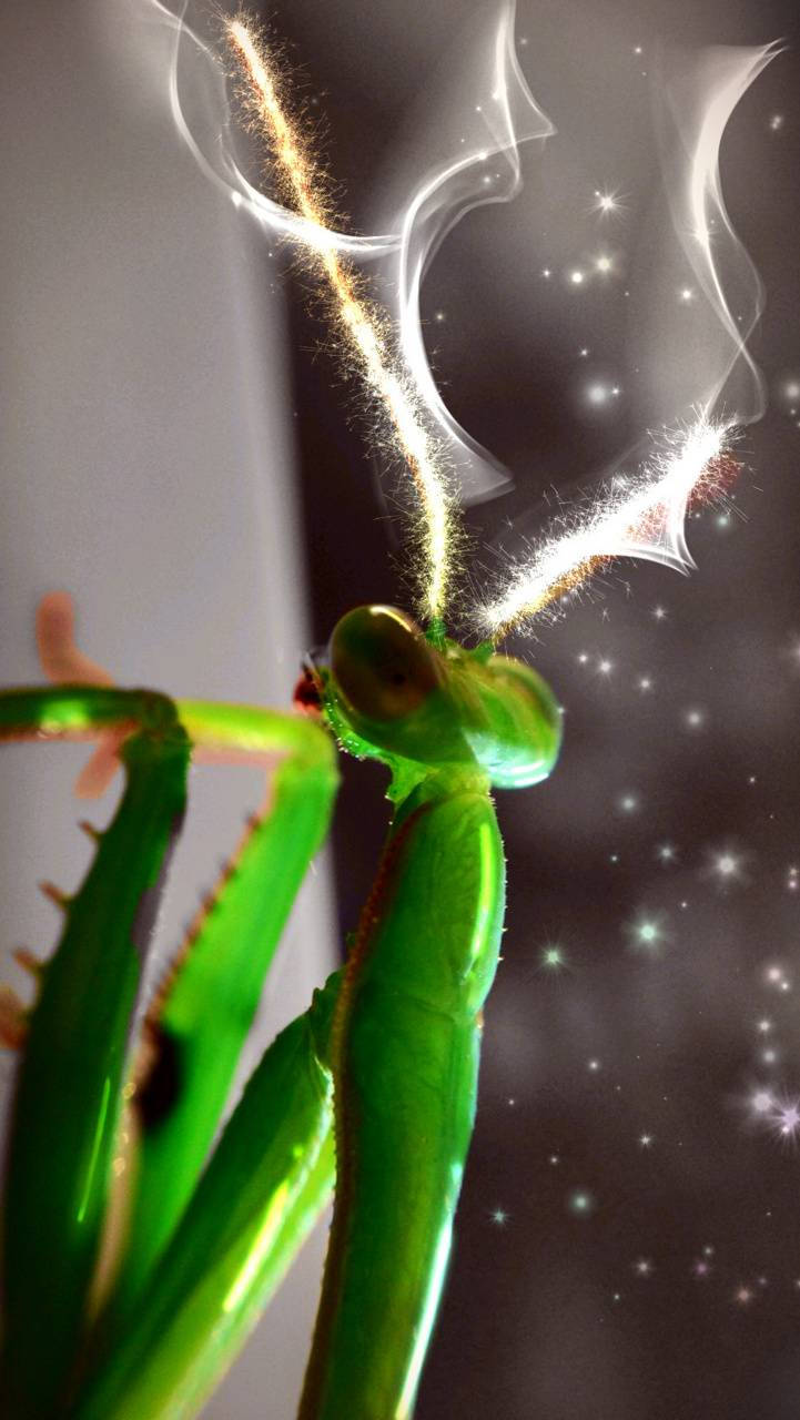 graphic art 桌布 壁紙 — 一隻充滿活力的綠色螳螂在繁星點點的黑暗背景下散發出發光的金色煙霧痕跡。
