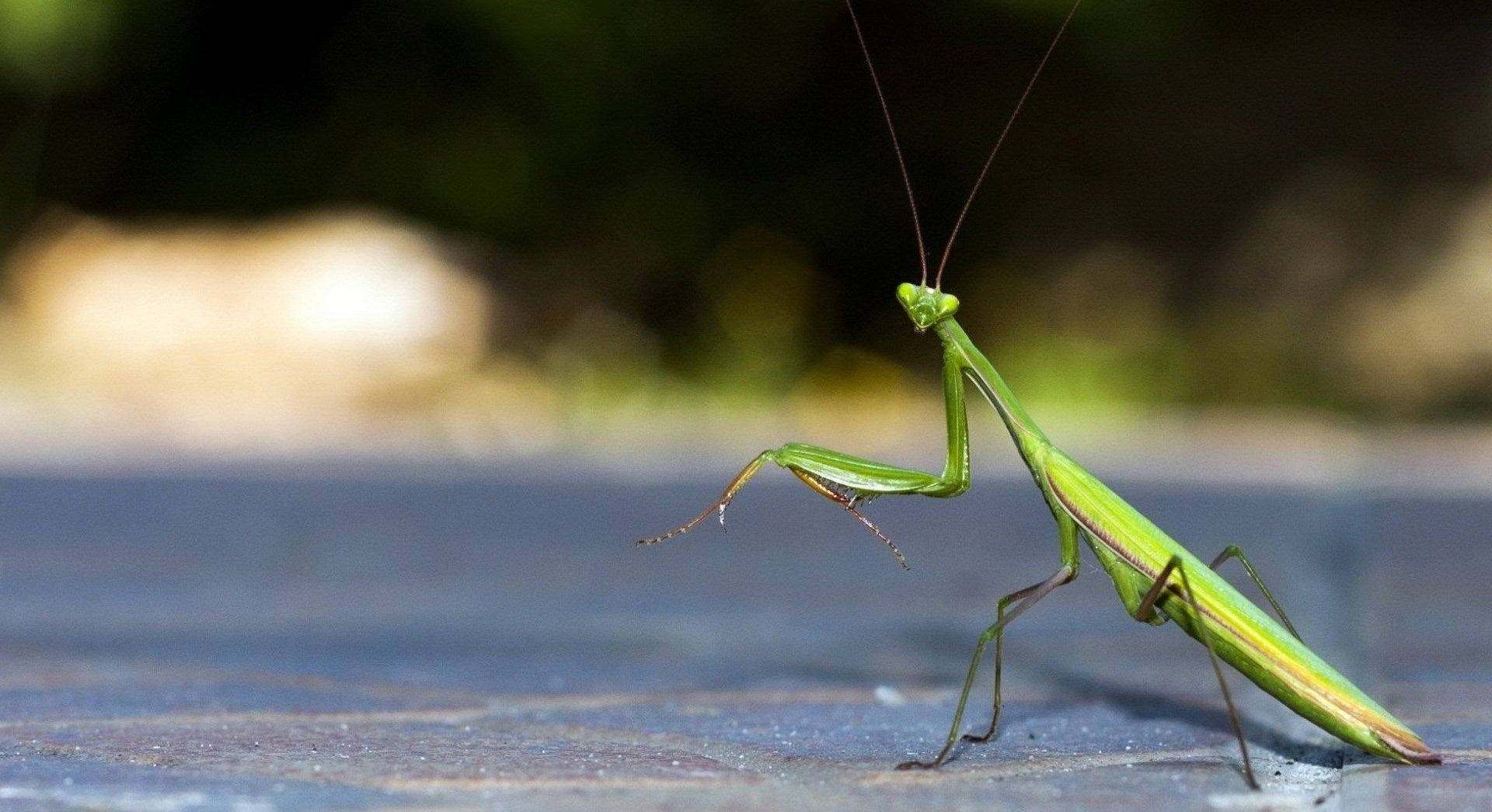 bug 桌布 壁紙 — 一隻充滿活力的綠色螳螂站在有紋理的藍色表面上，背景是柔和模糊的自然景色。