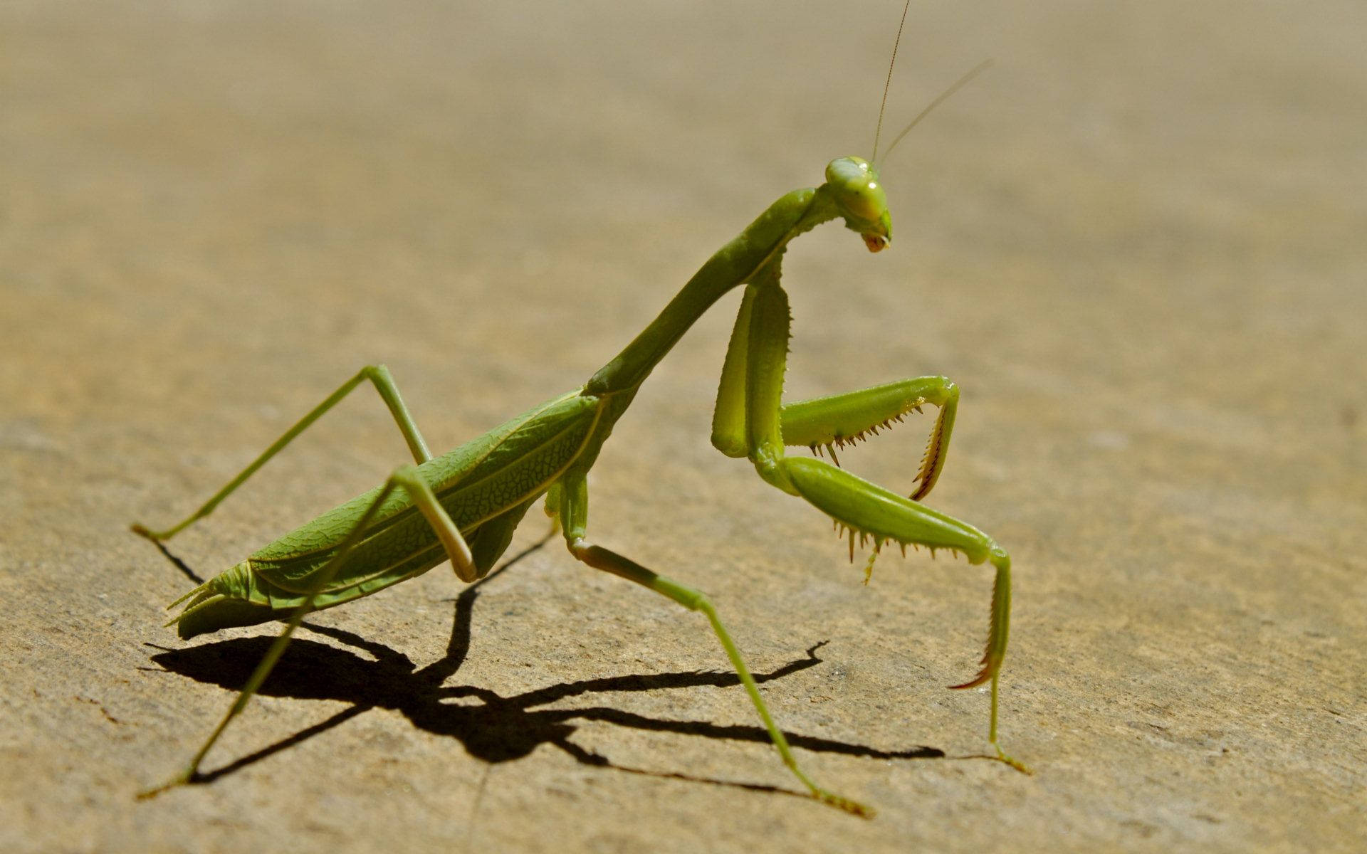 praying mantis 桌布 壁紙 — 一隻充滿活力的綠色螳螂站在有紋理的石頭上，在明亮的陽光下投下清晰的陰影。