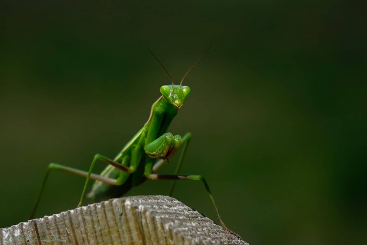wildlife 桌布 壁紙 — 一隻充滿活力的綠色螳螂警覺地棲息在風化的木質表面上，背景是柔和模糊的森林。