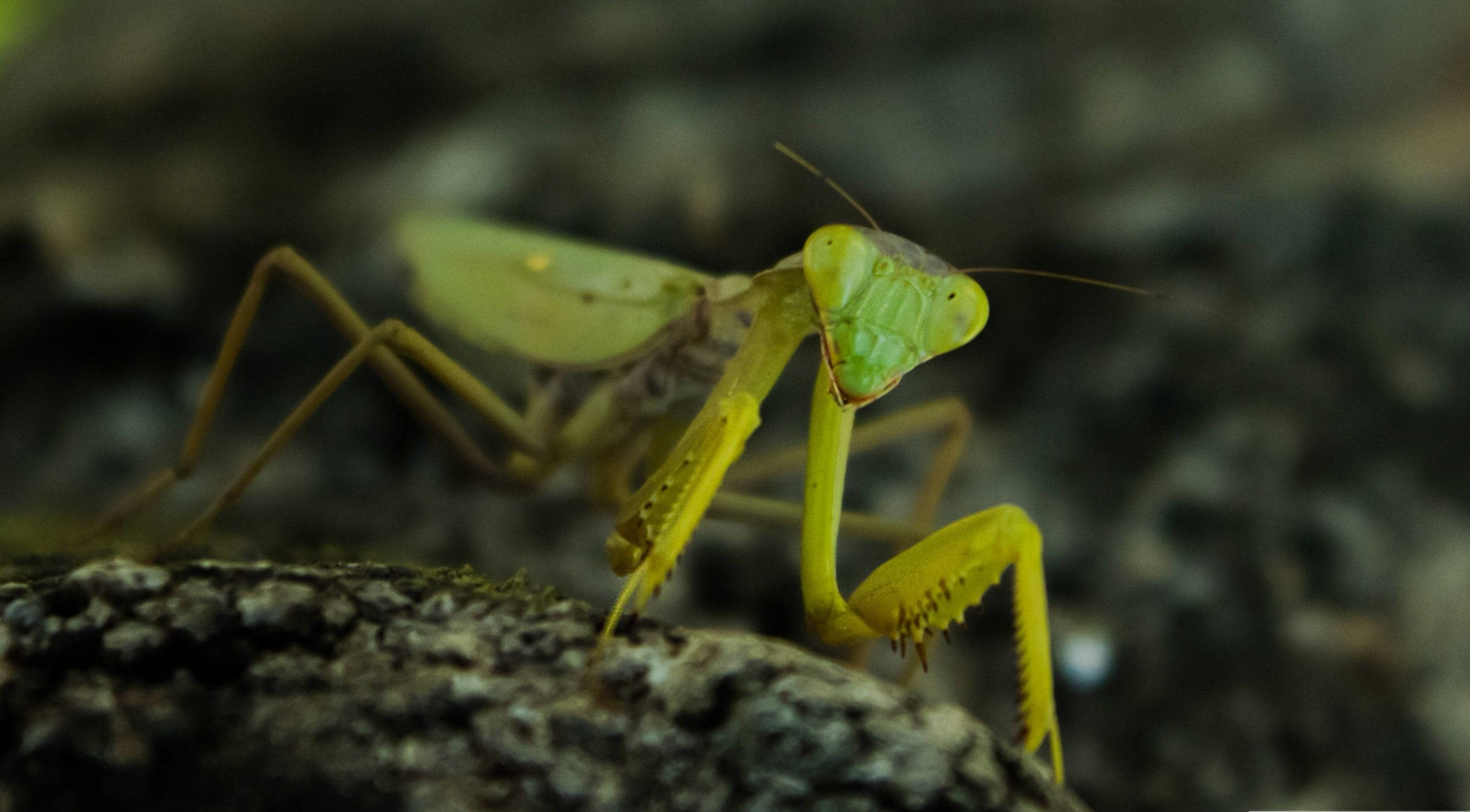 praying mantis 桌布 壁紙 — 一隻充滿活力的綠色螳螂警覺地棲息在紋理樹皮表面上，背景是模糊的泥土色。
