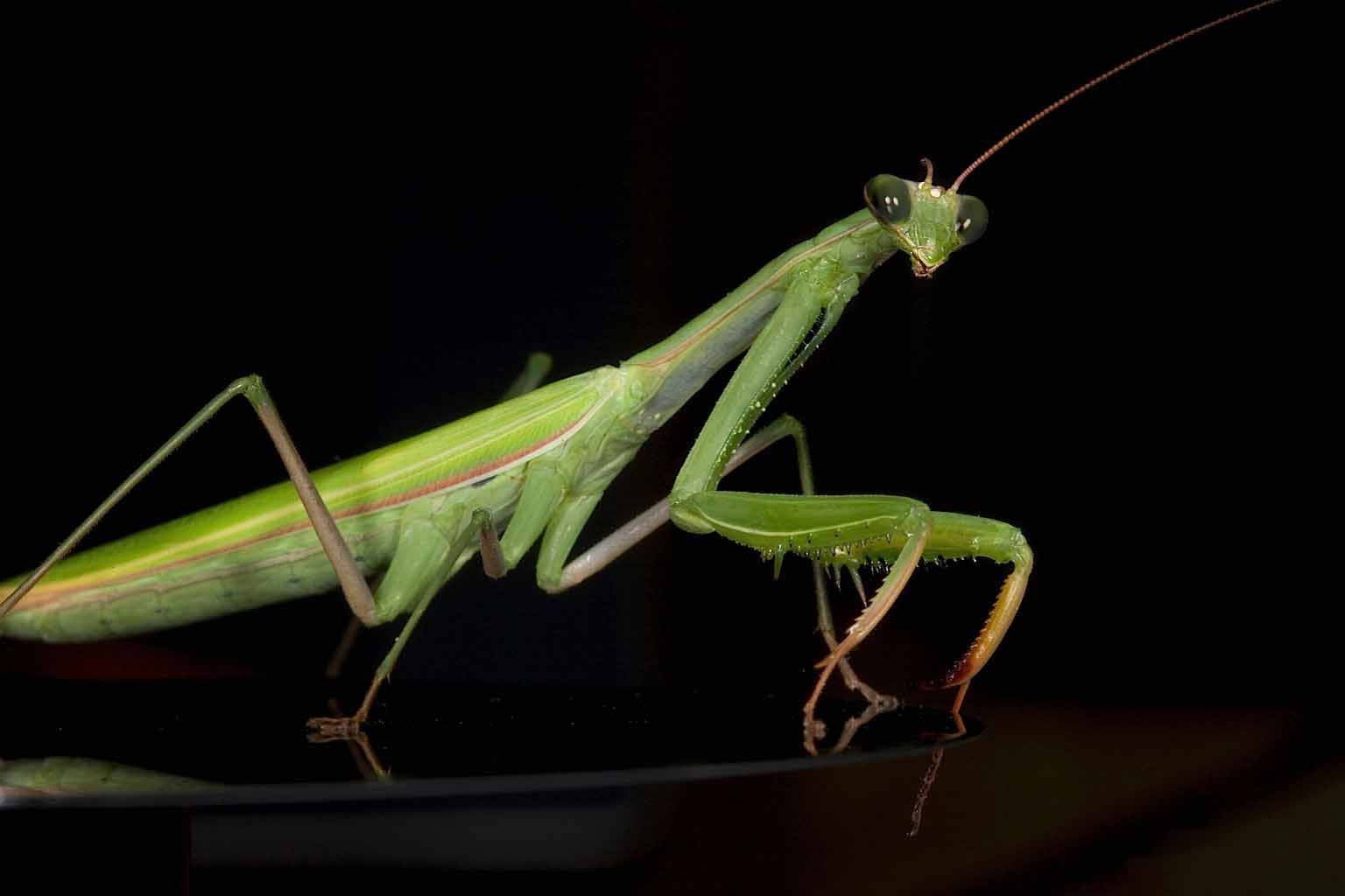 praying mantis 桌布 壁紙 — 一隻充滿活力的綠色螳螂警覺地棲息在反射表面上，背景是純黑色。