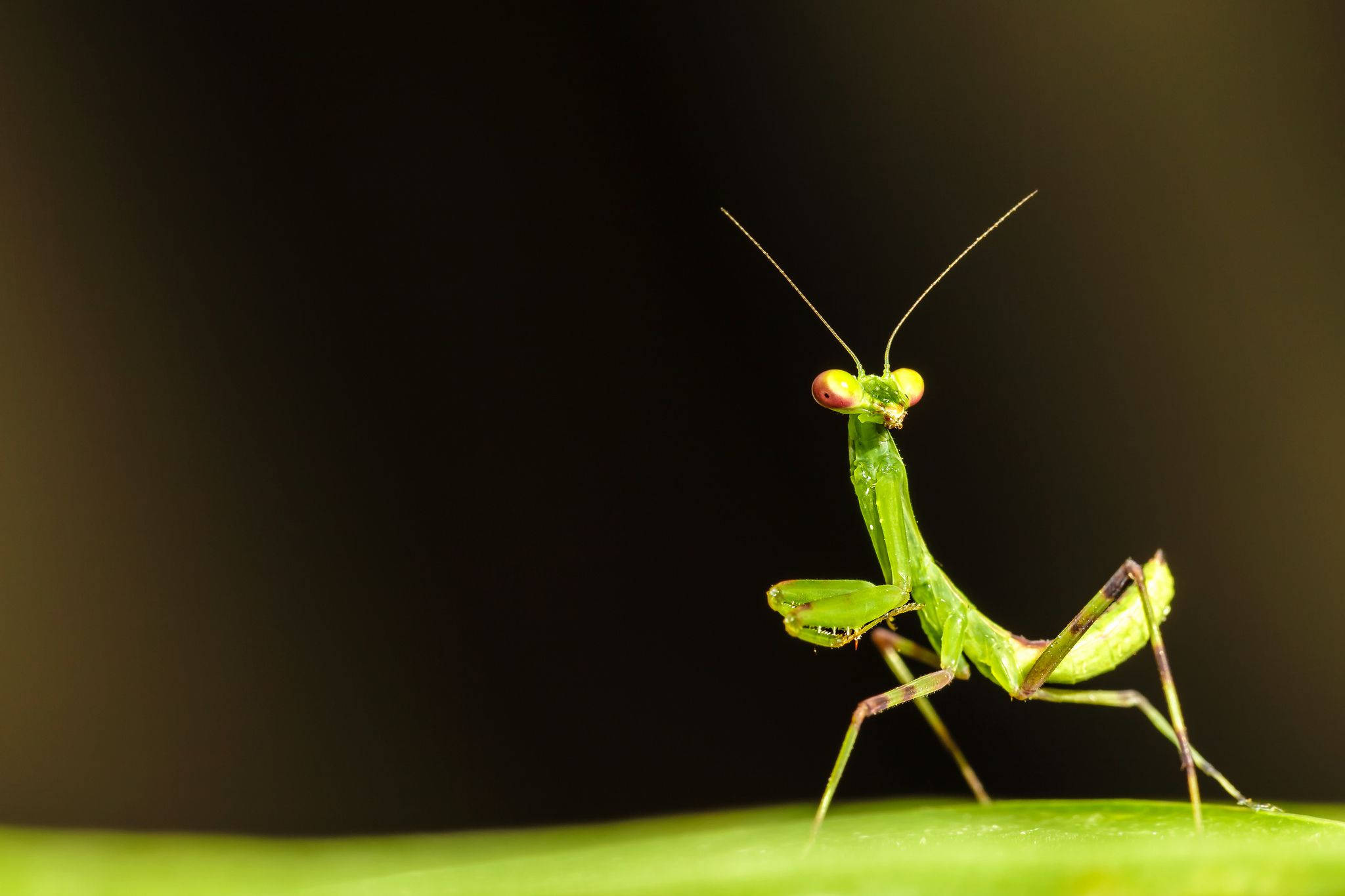 bug 桌布 壁紙 — 一隻充滿活力的綠色螳螂警覺地棲息在葉子上，背景是柔和模糊的深色。