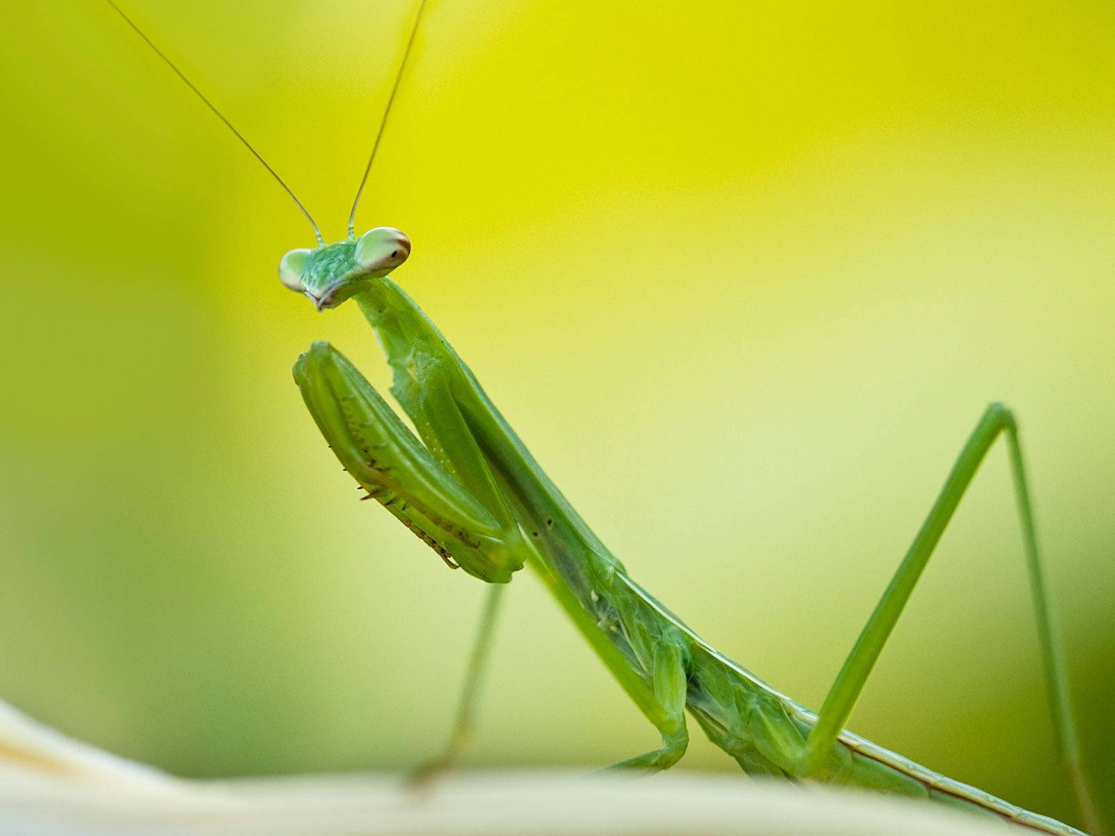 bug 桌布 壁紙 — 一隻充滿活力的綠色螳螂警覺地棲息在葉子上，背景是柔和的黃綠色模糊效果。