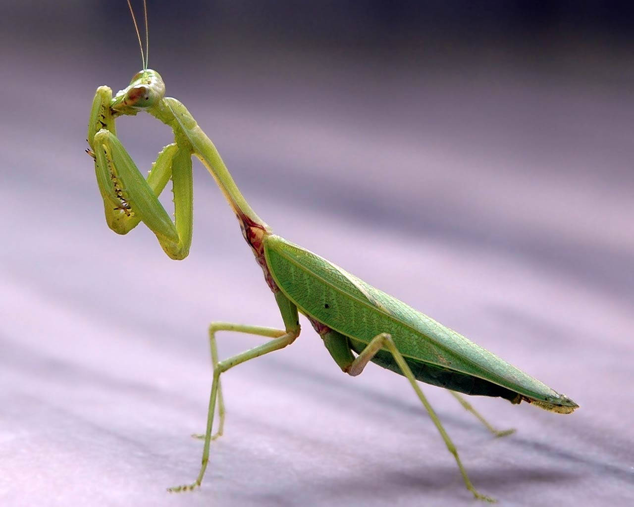 praying mantis 桌布 壁紙 — 一隻充滿活力的綠色螳螂警覺地棲息在模糊的紫色表面上，其細緻的肢體和觸角清晰對焦。