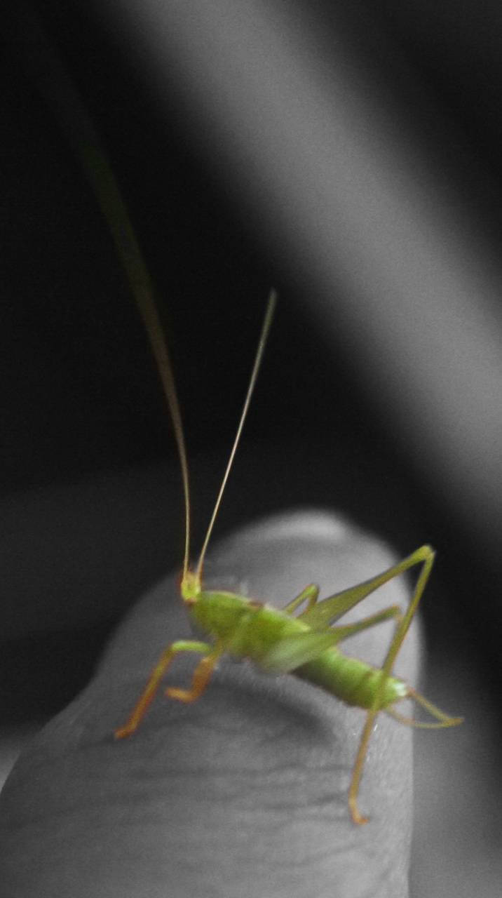 Grasshopper 桌布 壁紙 — 一隻充滿活力的綠色蟋蟀輕輕地棲息在人類的指尖上，背景是柔和模糊的黑白單色。